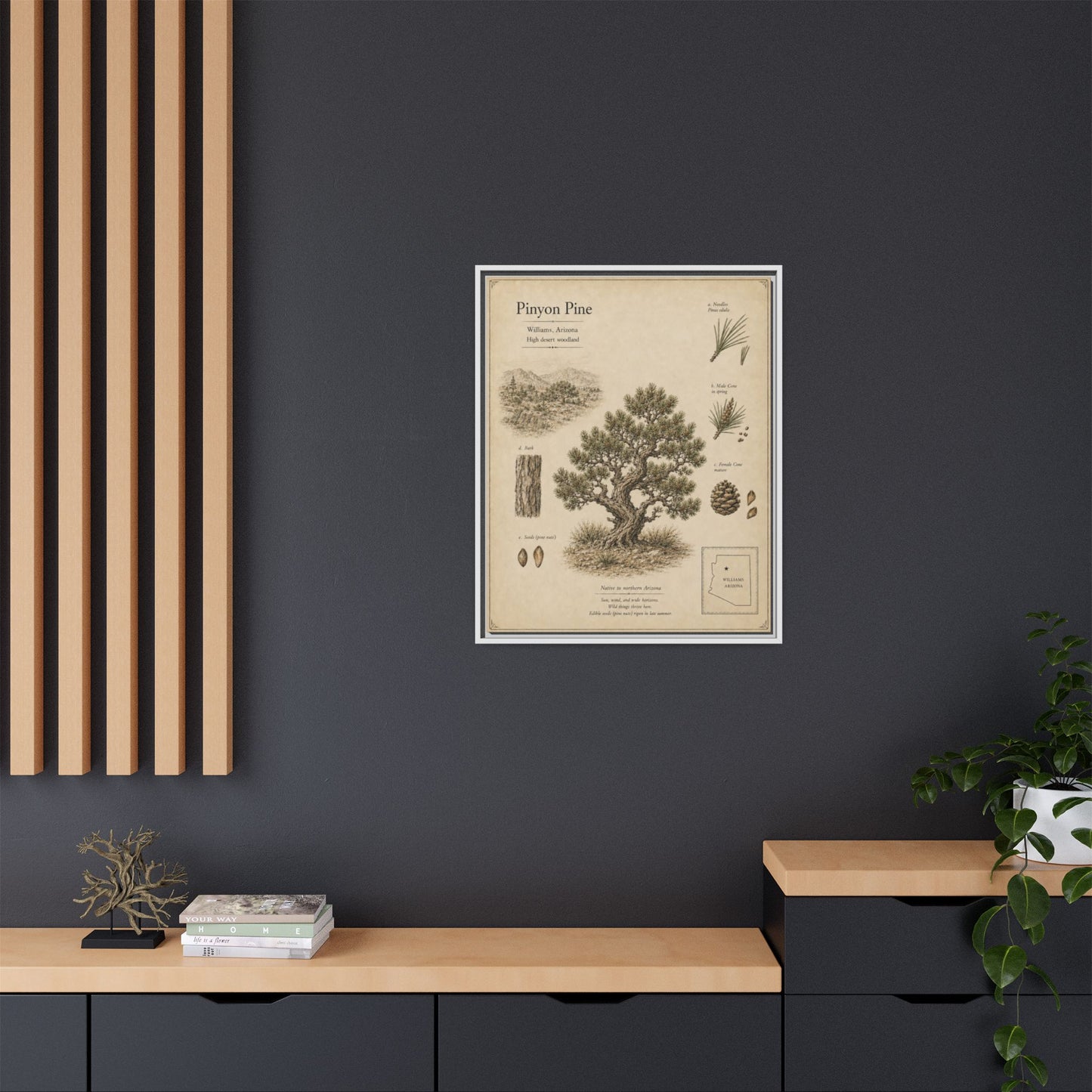 Pinyon Pine Botanical Print - Framed Matte Canvas Wall Art