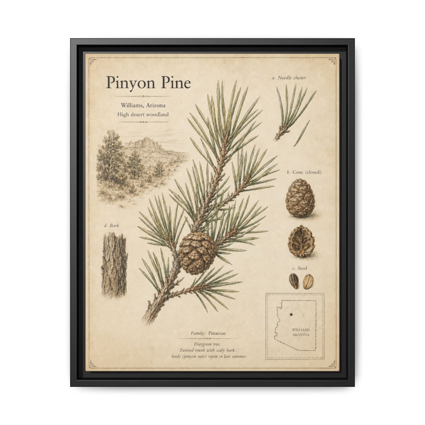 Pinyon Pine Botanical Print — Framed Matte Canvas Wall Art