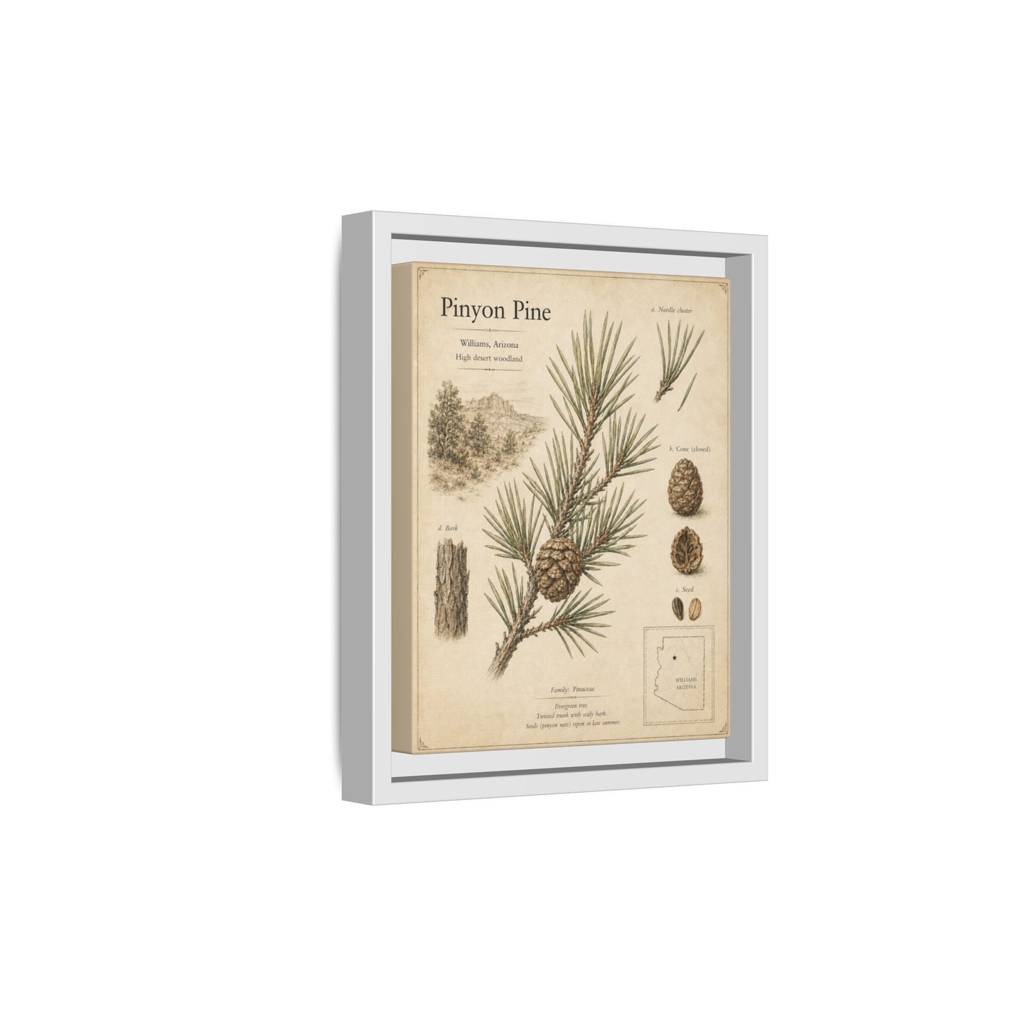Pinyon Pine Botanical Print — Framed Matte Canvas Wall Art