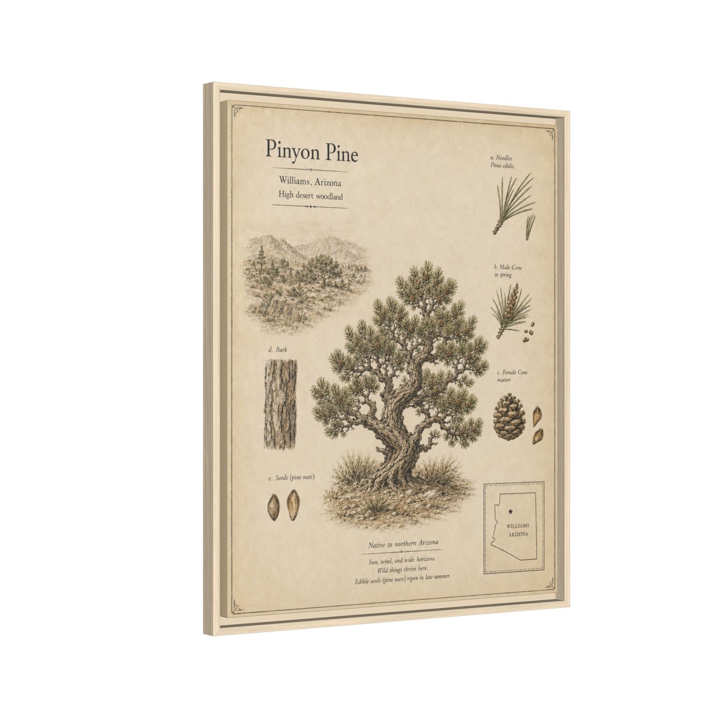 Pinyon Pine Botanical Print - Framed Matte Canvas Wall Art