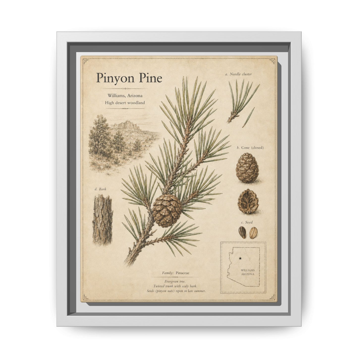 Pinyon Pine Botanical Print — Framed Matte Canvas Wall Art