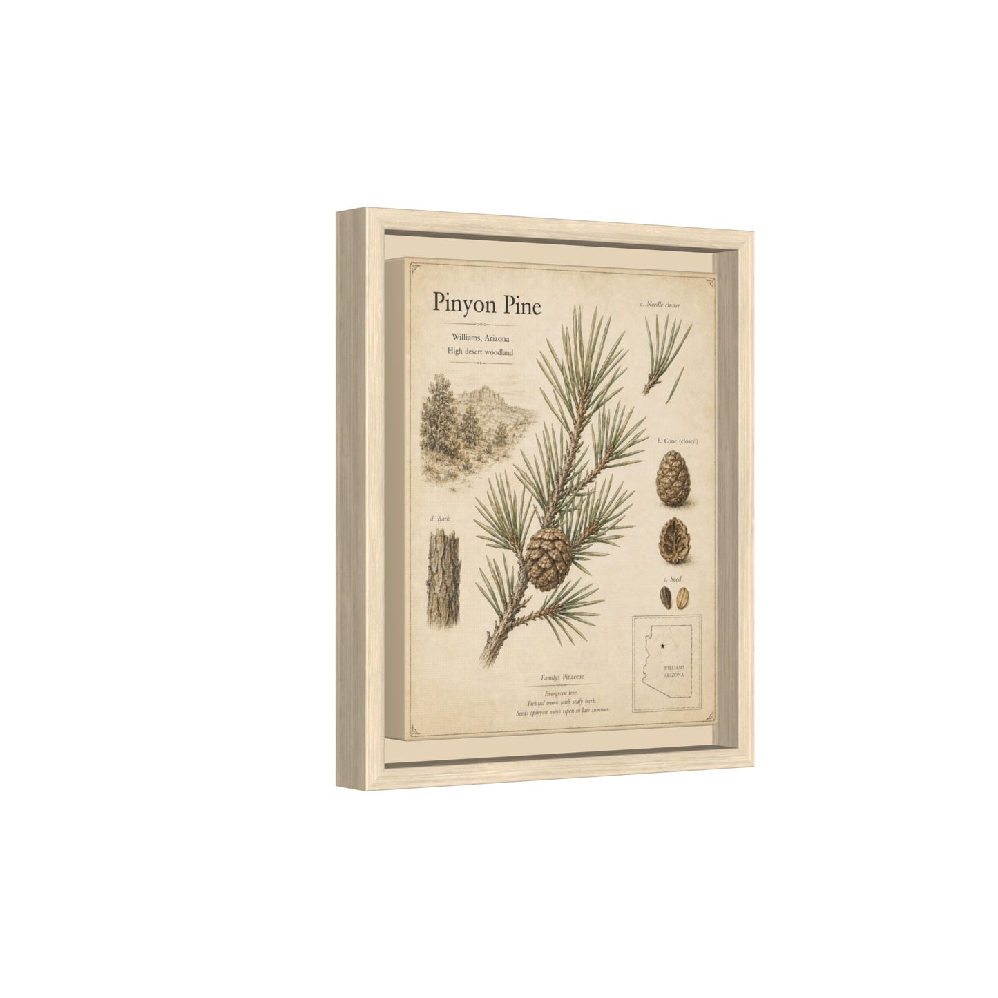 Pinyon Pine Botanical Print — Framed Matte Canvas Wall Art