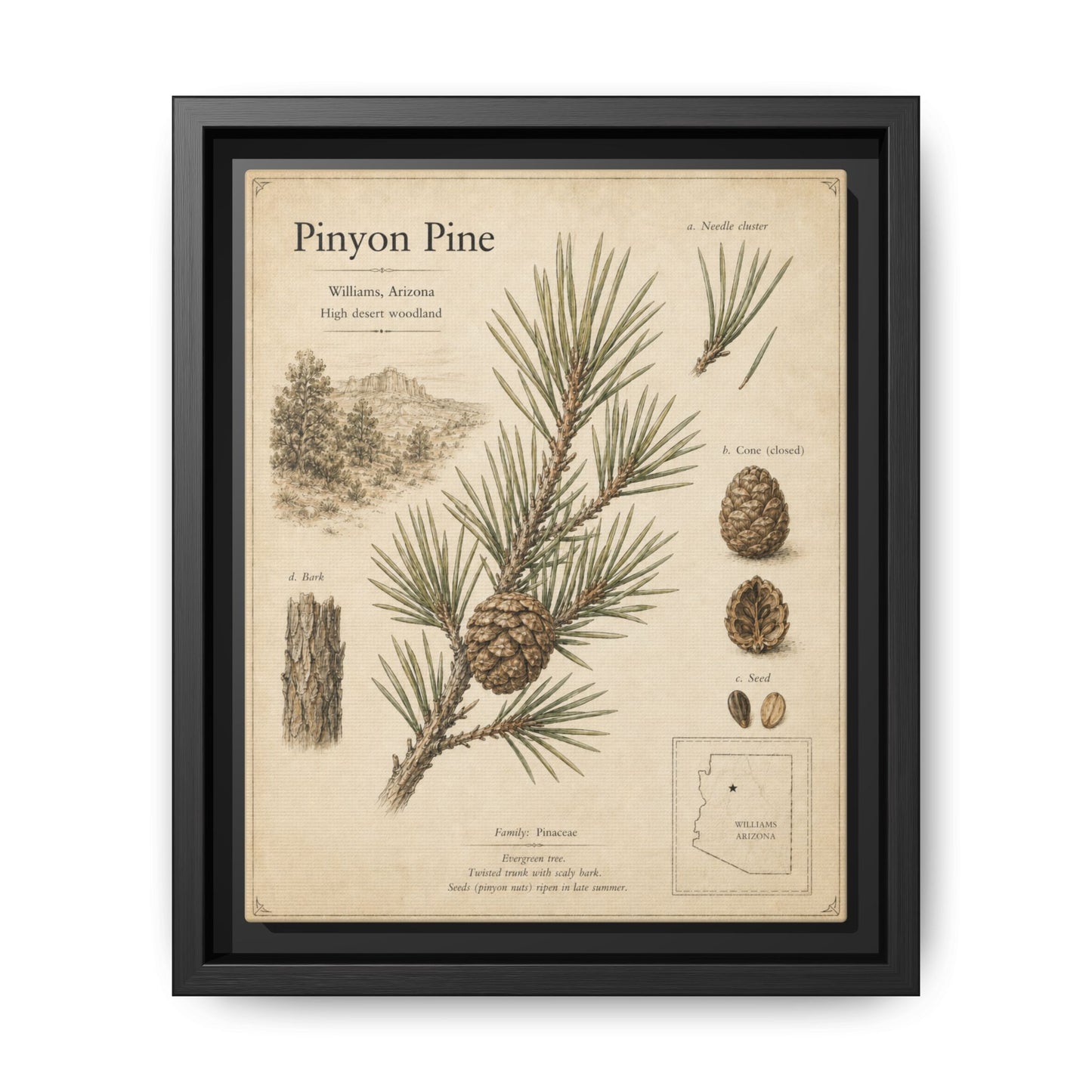 Pinyon Pine Botanical Print — Framed Matte Canvas Wall Art