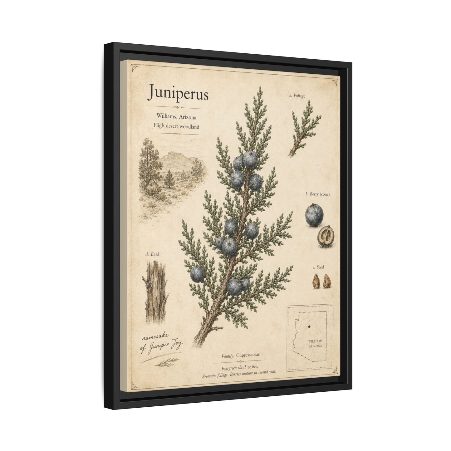 Juniperus Botanical Print — Framed Matte Canvas Wall Art