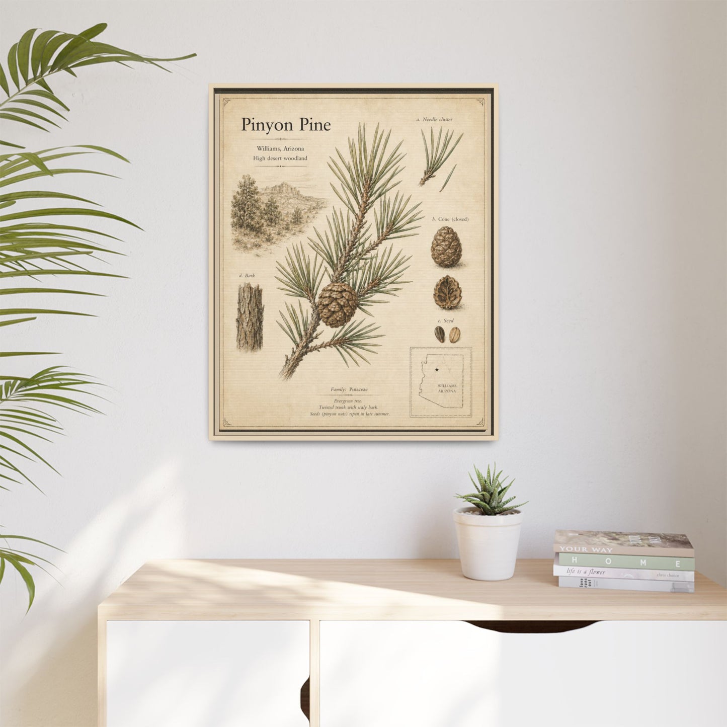 Pinyon Pine Botanical Print — Framed Matte Canvas Wall Art