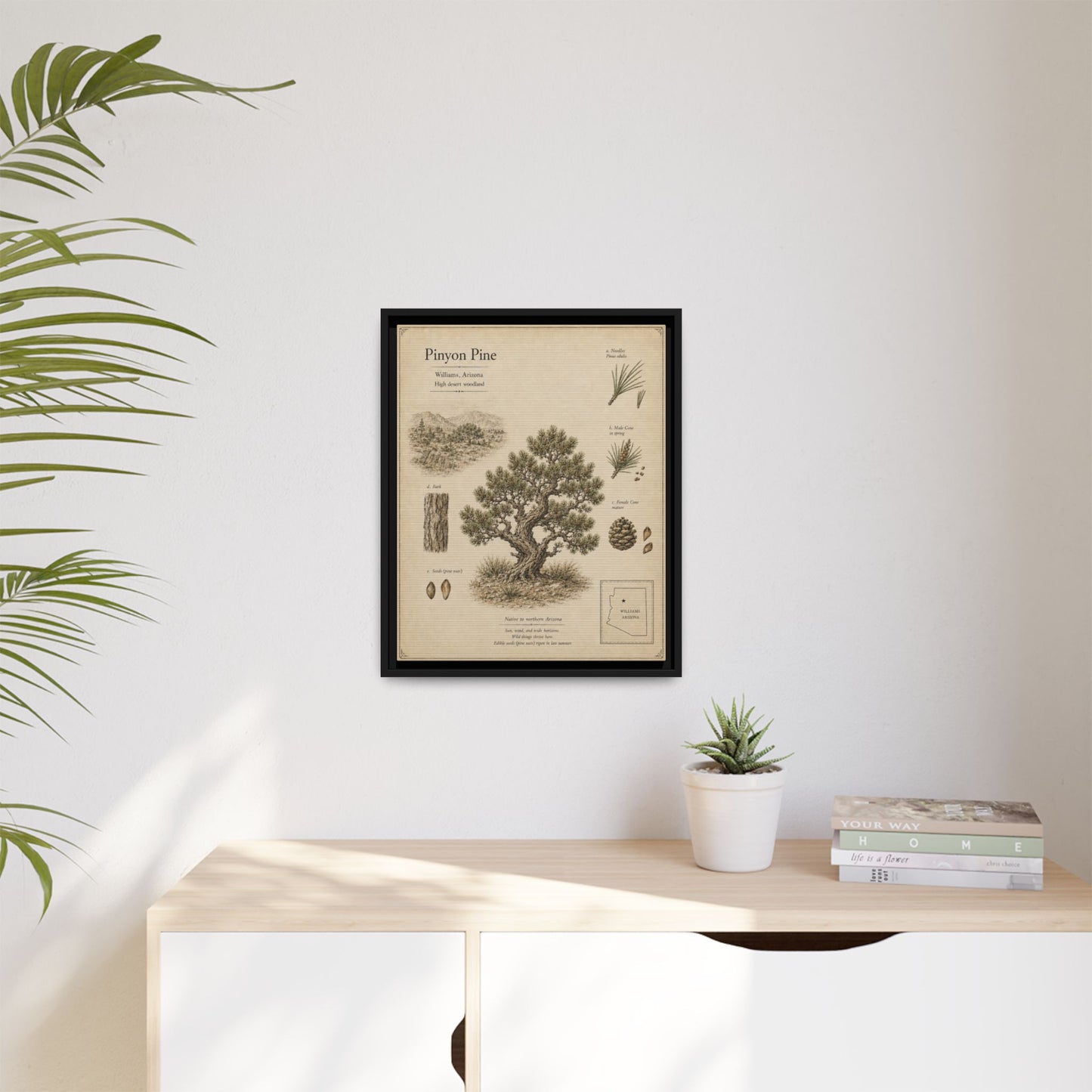 Pinyon Pine Botanical Print - Framed Matte Canvas Wall Art