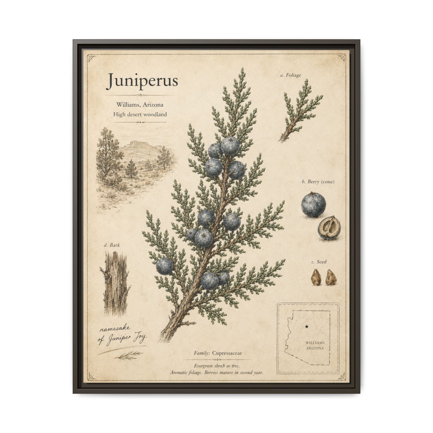 Juniperus Botanical Print — Framed Matte Canvas Wall Art
