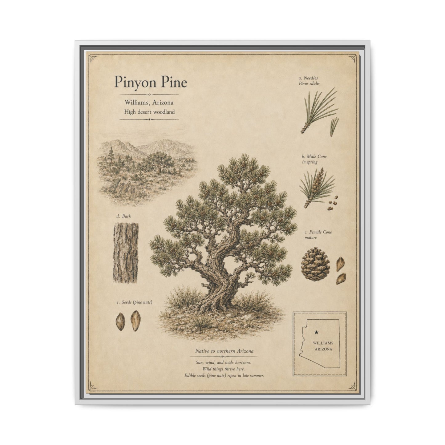 Pinyon Pine Botanical Print - Framed Matte Canvas Wall Art