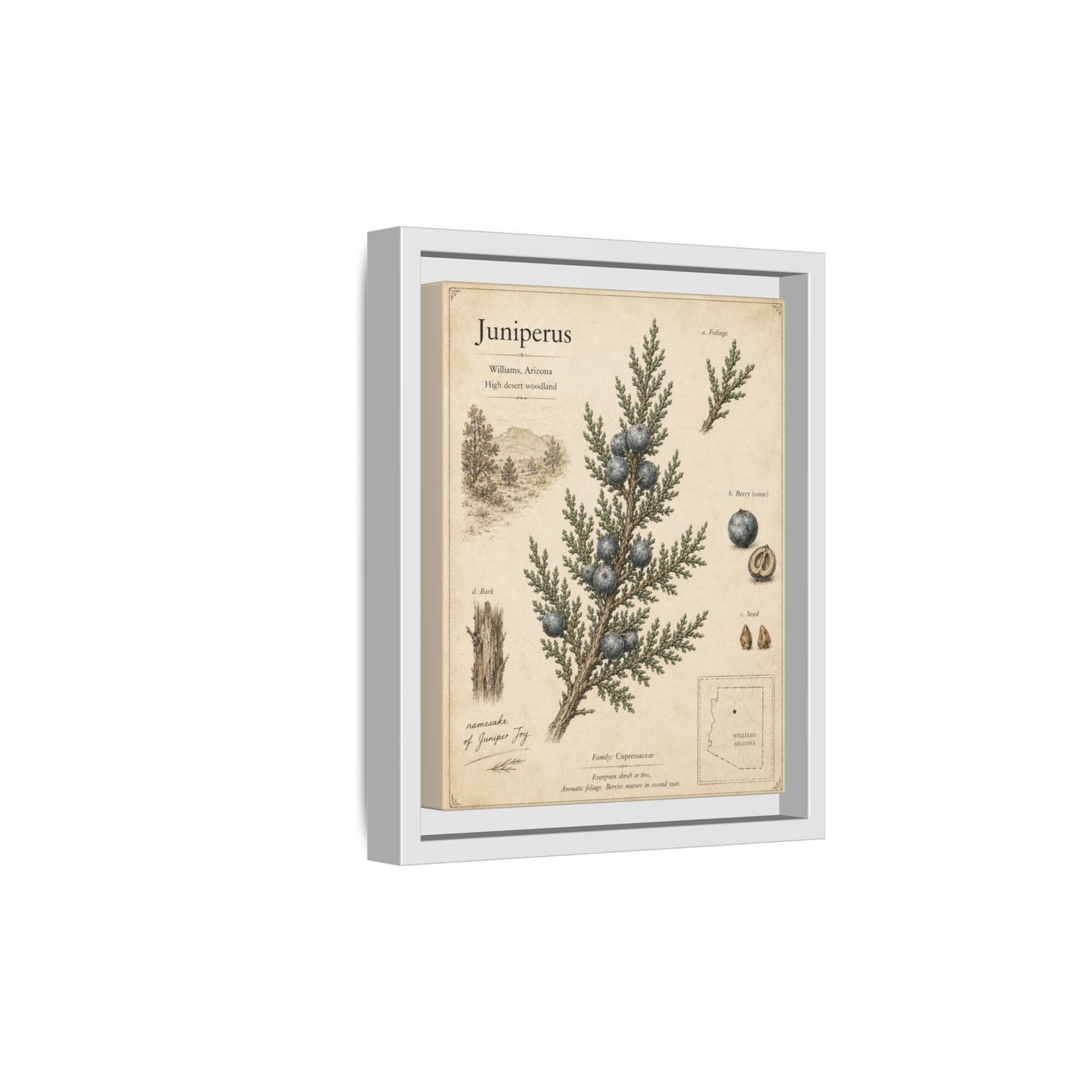Juniperus Botanical Print — Framed Matte Canvas Wall Art