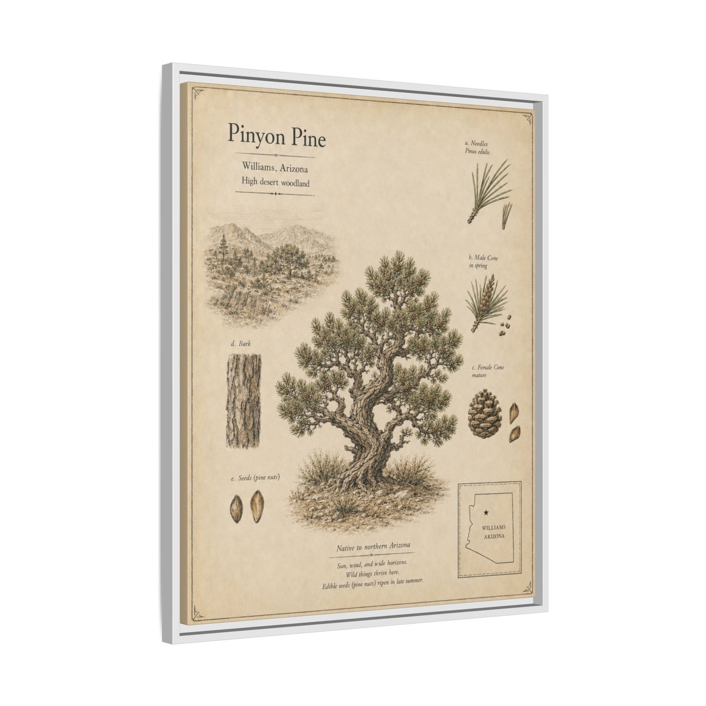 Pinyon Pine Botanical Print - Framed Matte Canvas Wall Art
