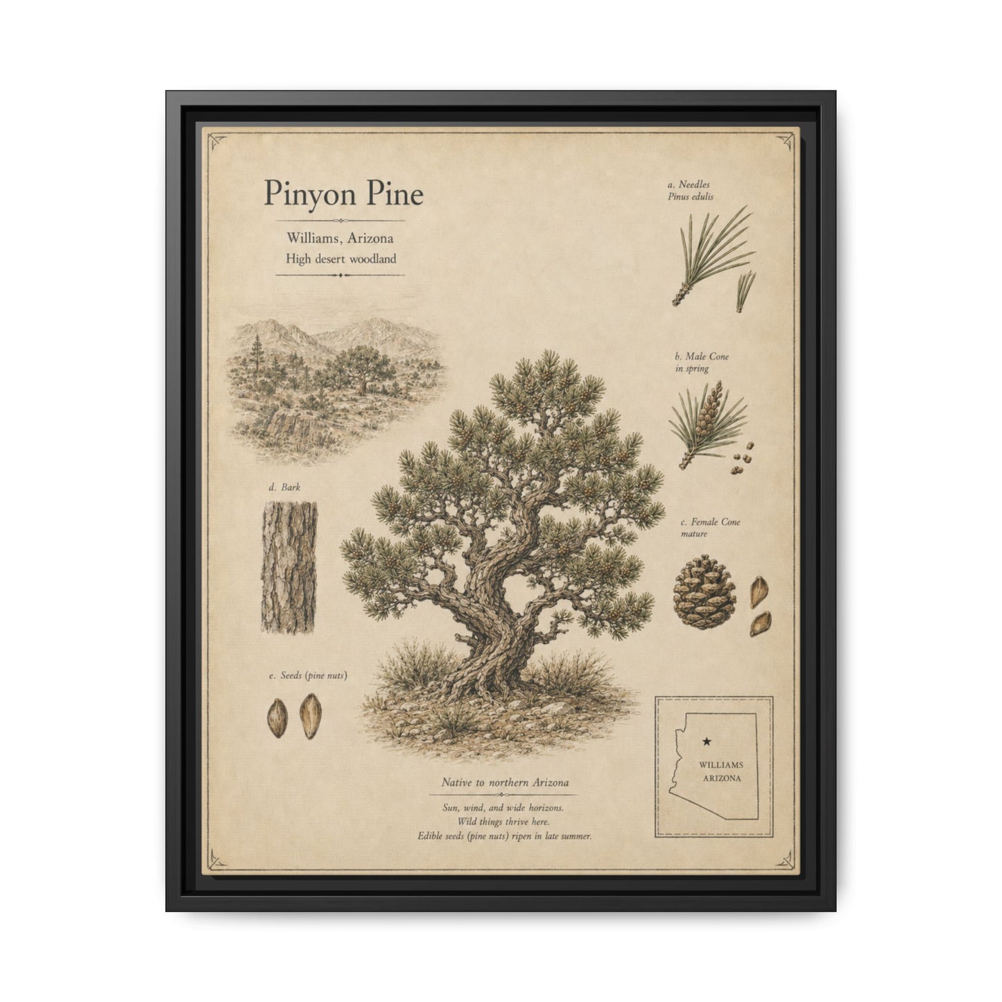 Pinyon Pine Botanical Print - Framed Matte Canvas Wall Art