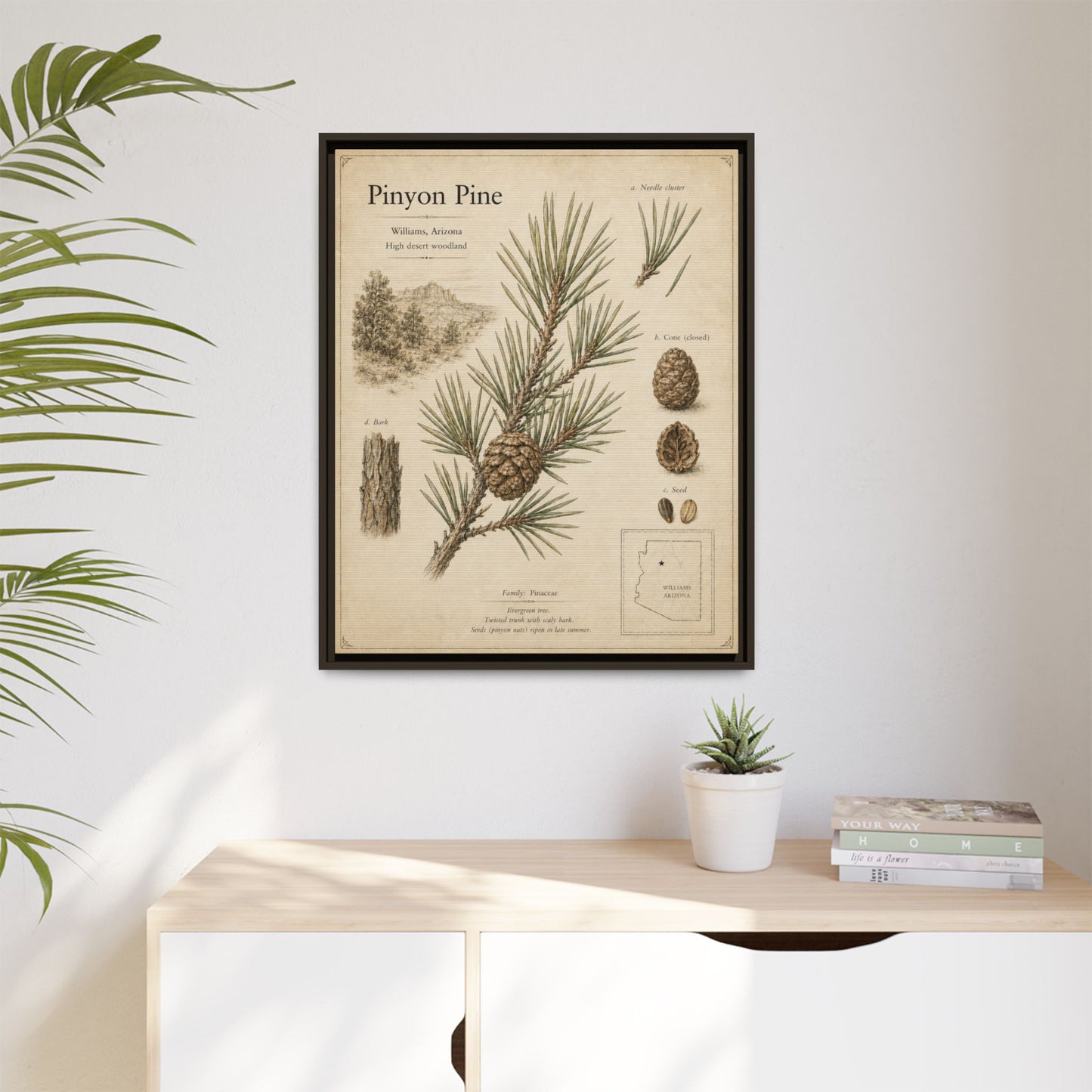 Pinyon Pine Botanical Print — Framed Matte Canvas Wall Art