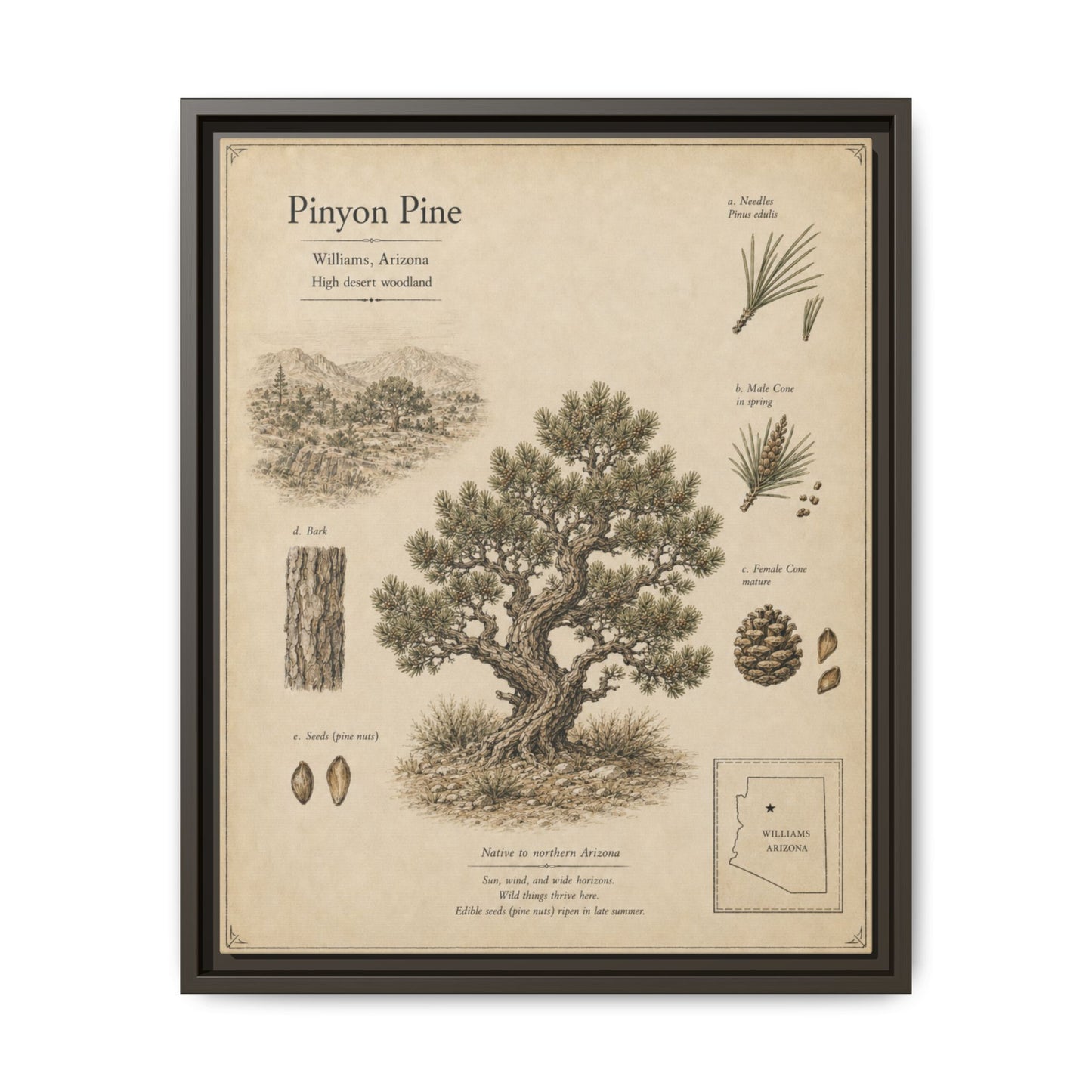 Pinyon Pine Botanical Print - Framed Matte Canvas Wall Art
