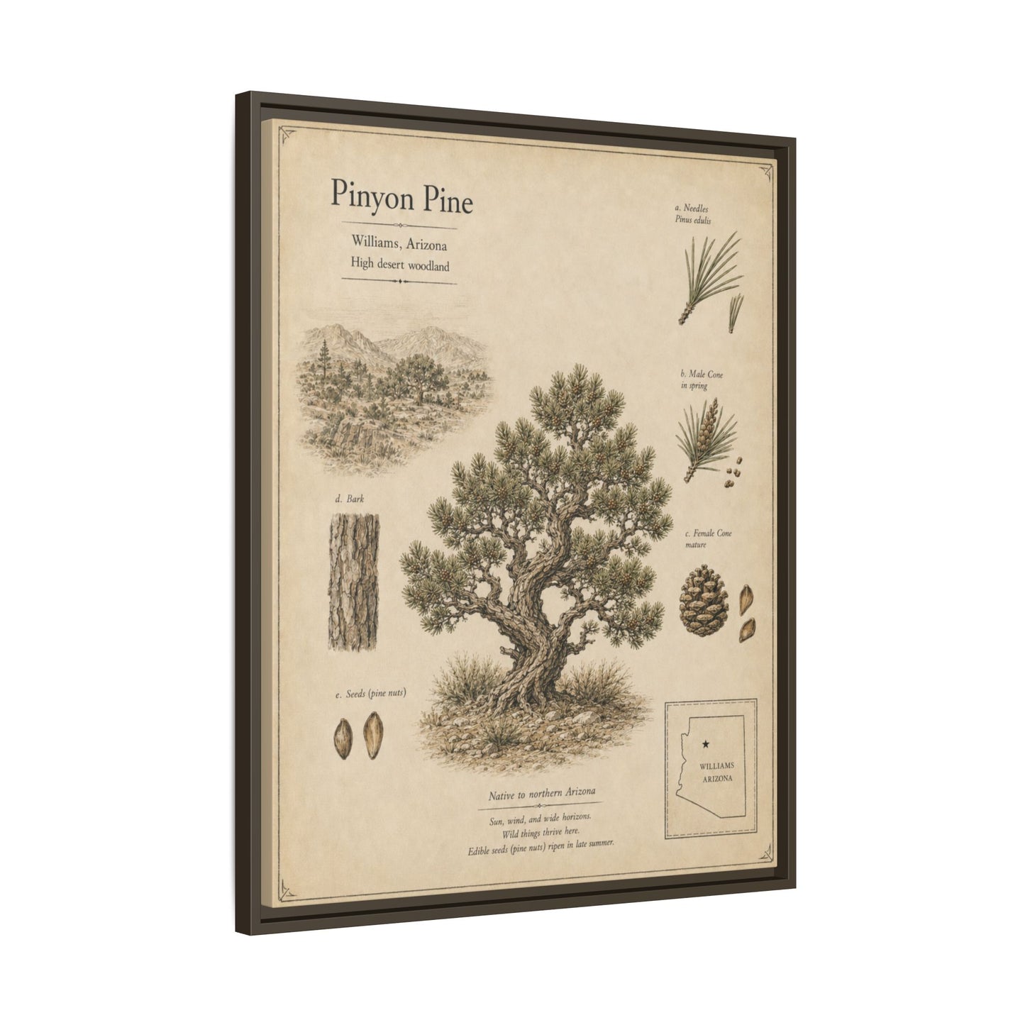 Pinyon Pine Botanical Print - Framed Matte Canvas Wall Art