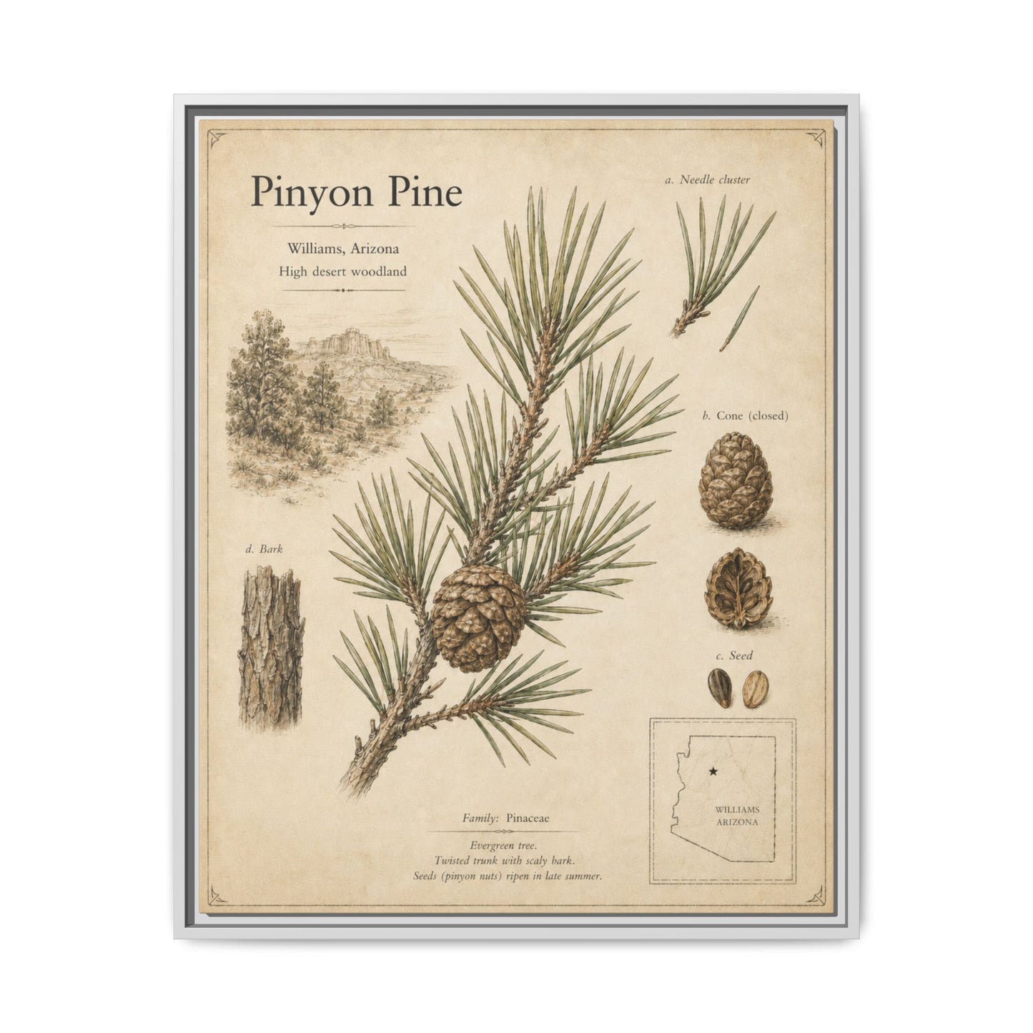 Pinyon Pine Botanical Print — Framed Matte Canvas Wall Art