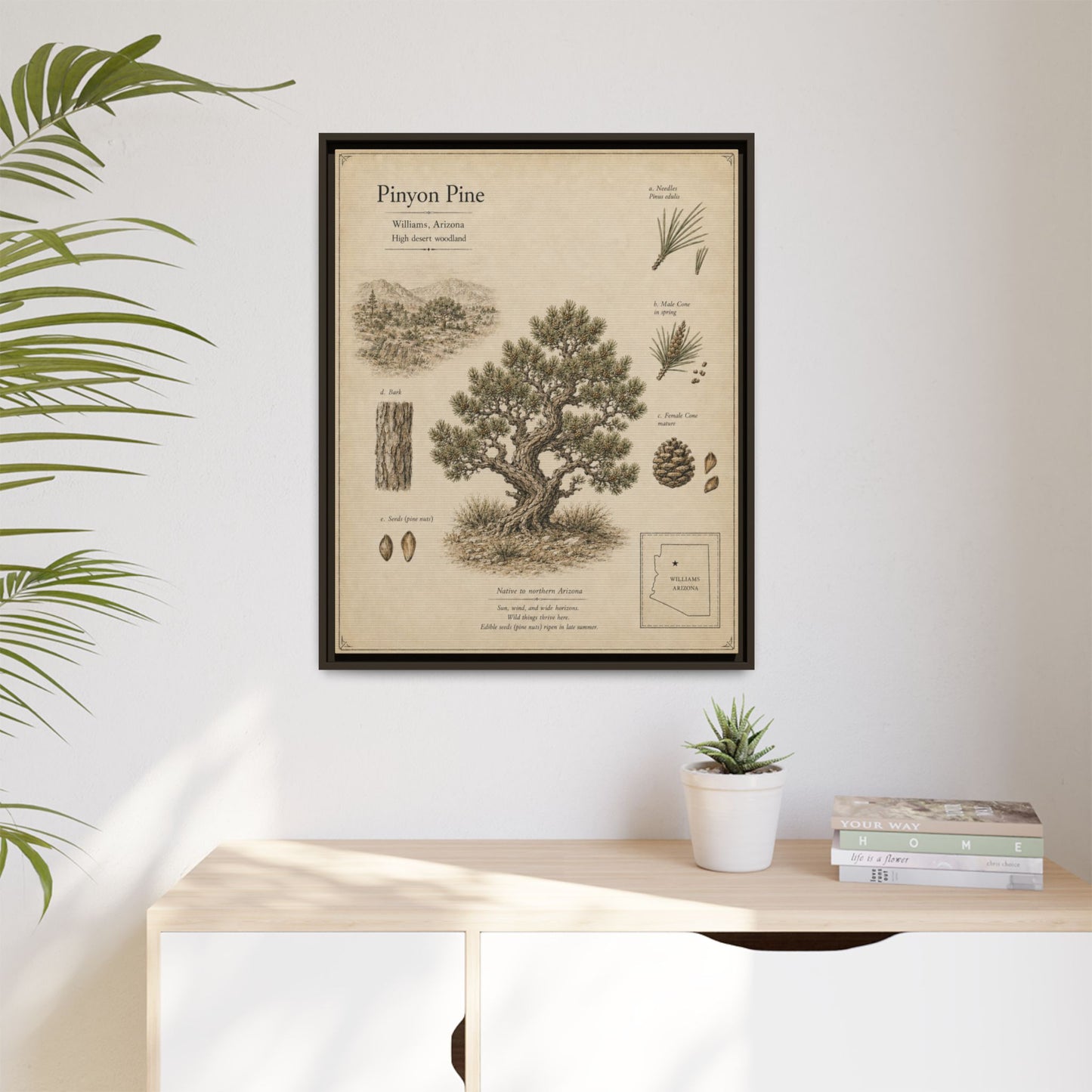Pinyon Pine Botanical Print - Framed Matte Canvas Wall Art