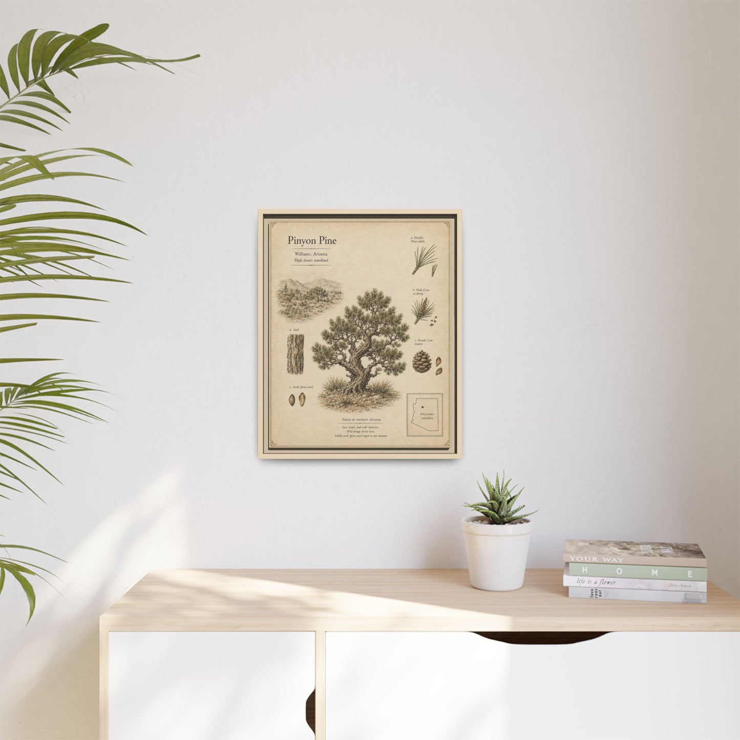 Pinyon Pine Botanical Print - Framed Matte Canvas Wall Art