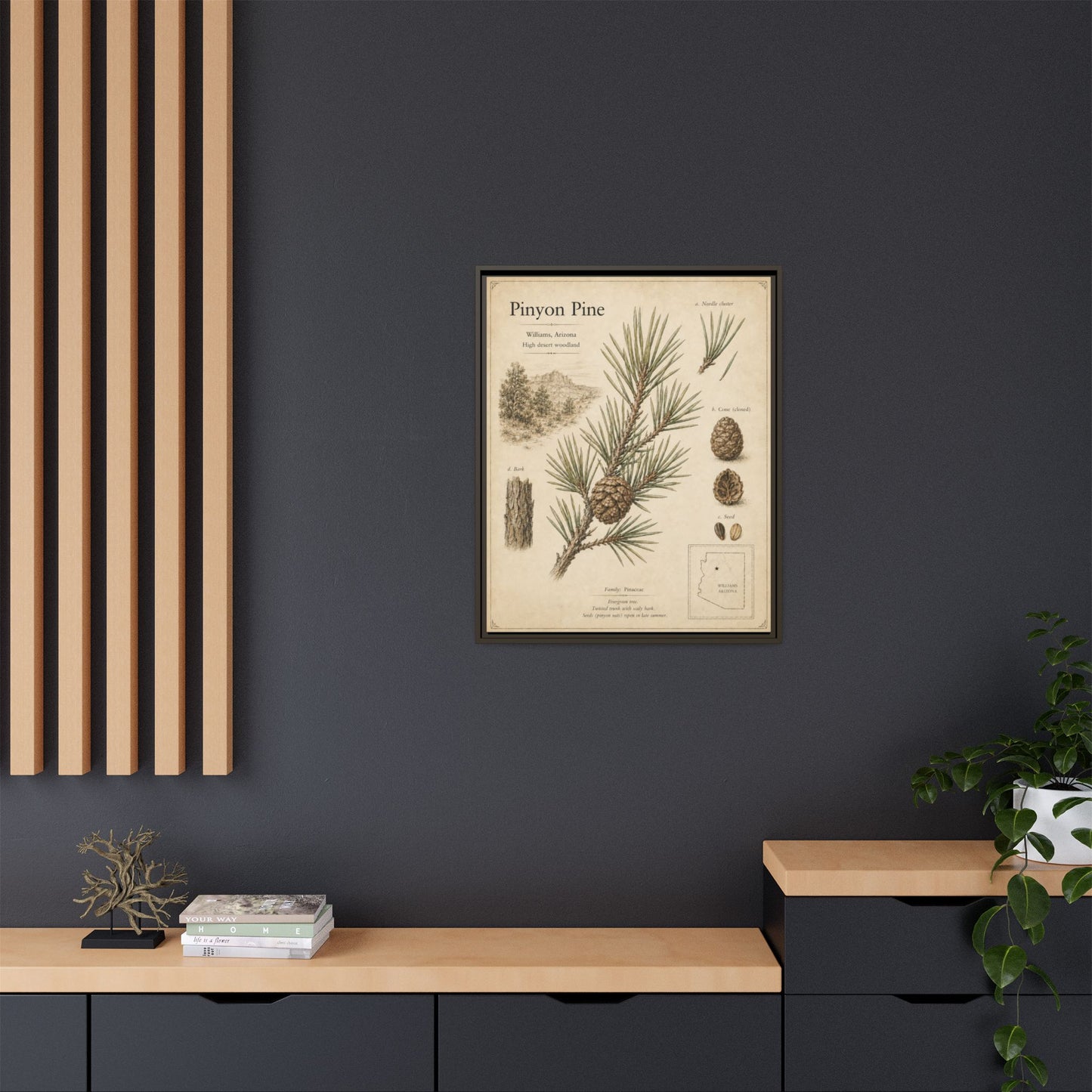 Pinyon Pine Botanical Print — Framed Matte Canvas Wall Art