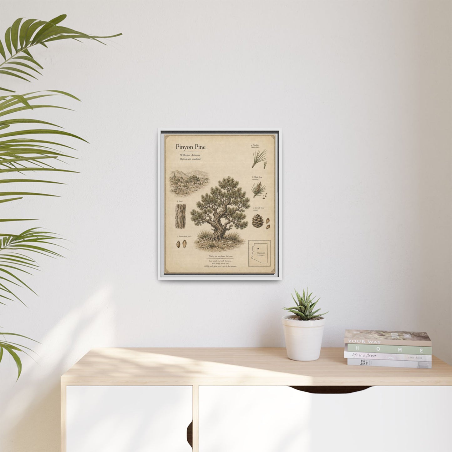 Pinyon Pine Botanical Print - Framed Matte Canvas Wall Art