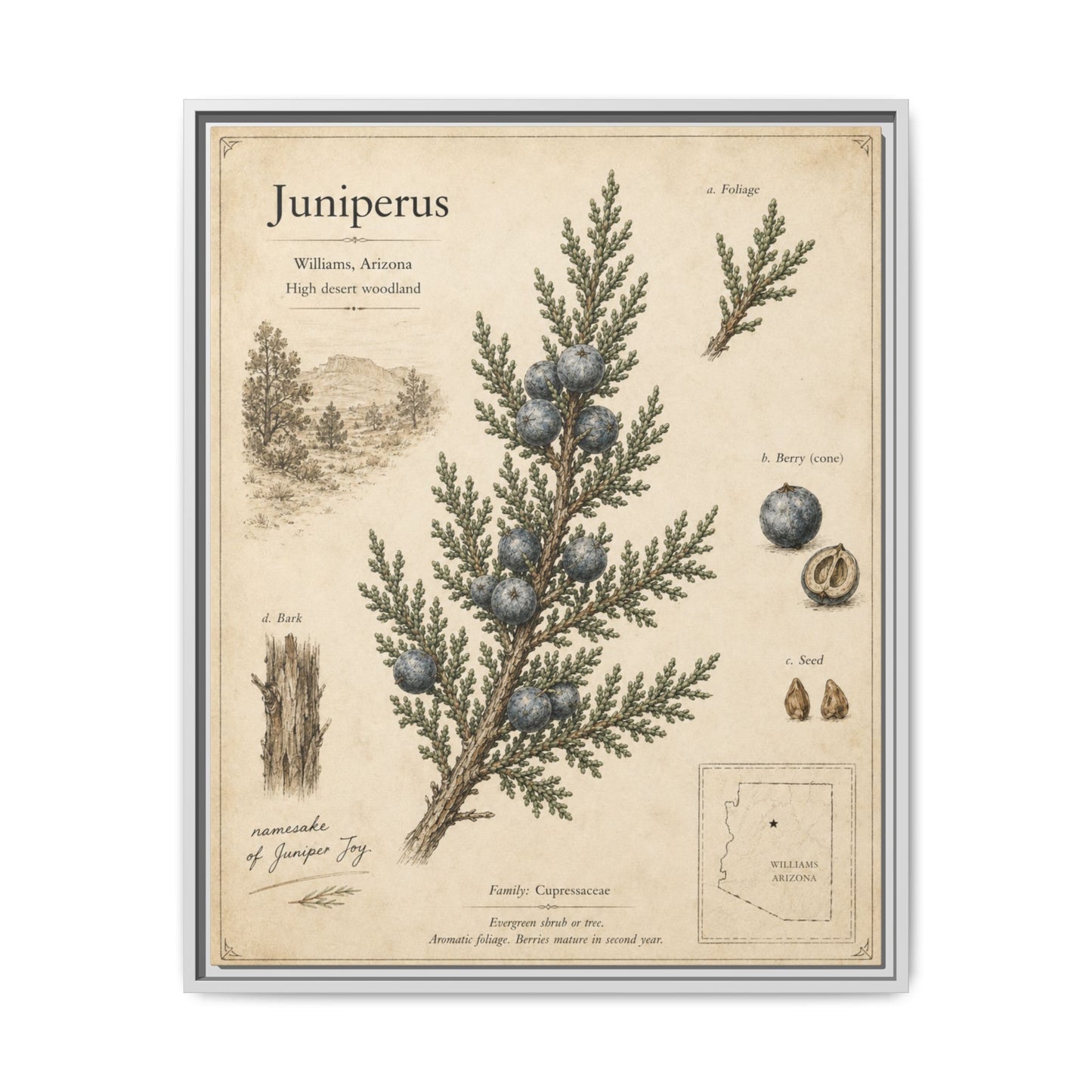 Juniperus Botanical Print — Framed Matte Canvas Wall Art