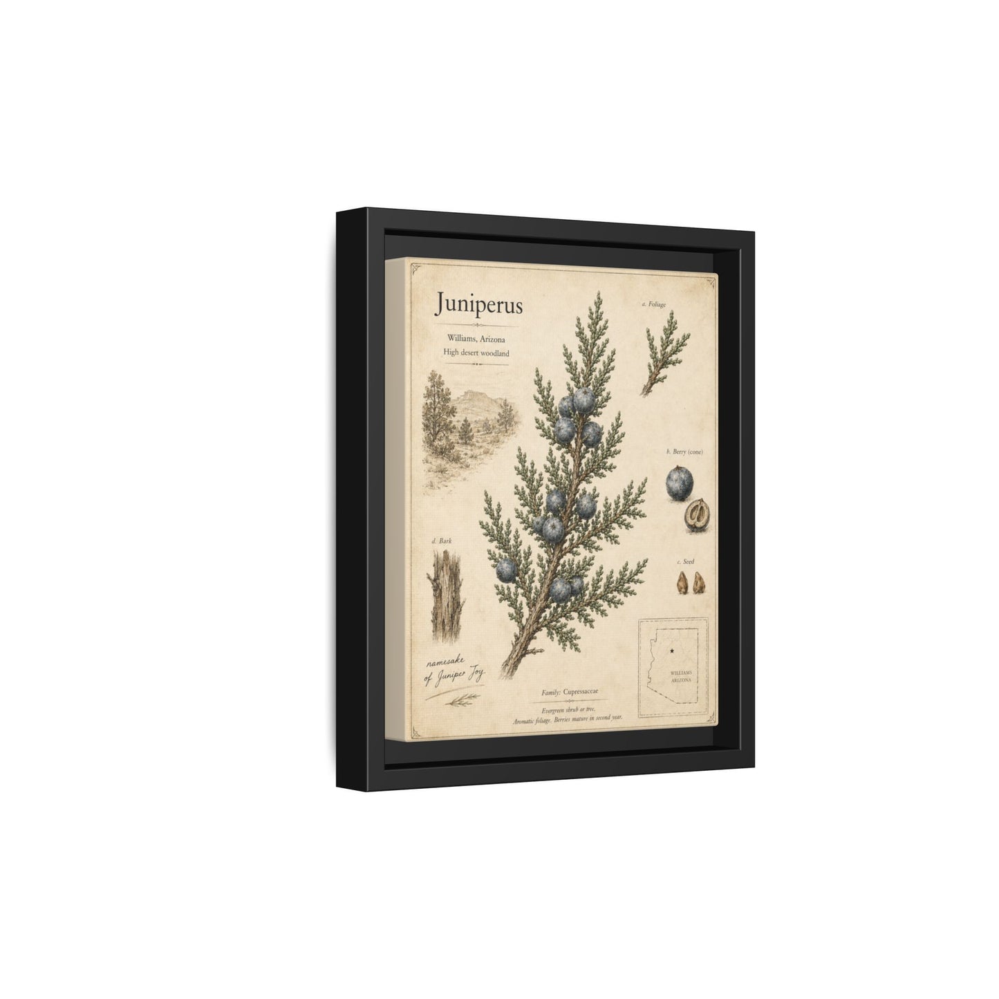 Juniperus Botanical Print — Framed Matte Canvas Wall Art
