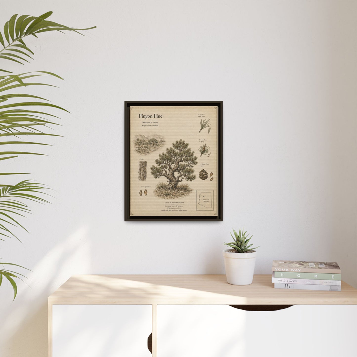 Pinyon Pine Botanical Print - Framed Matte Canvas Wall Art