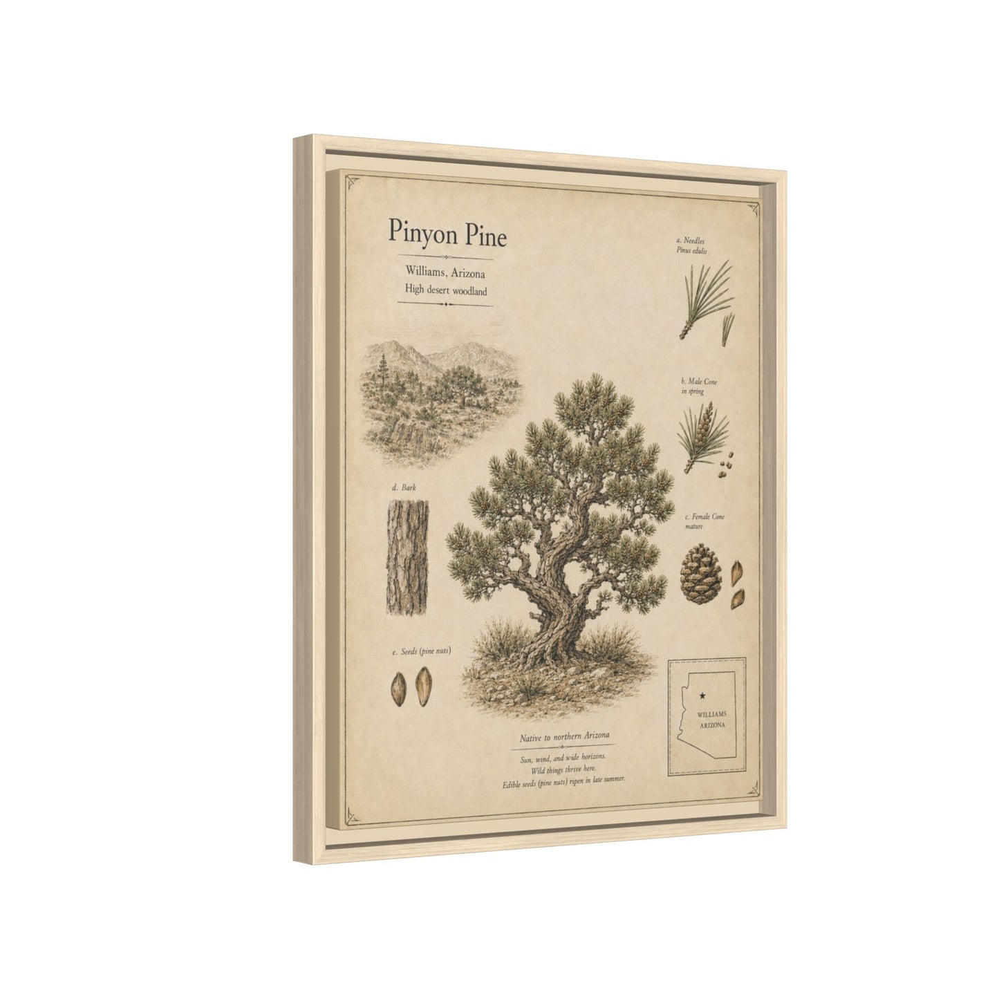 Pinyon Pine Botanical Print - Framed Matte Canvas Wall Art