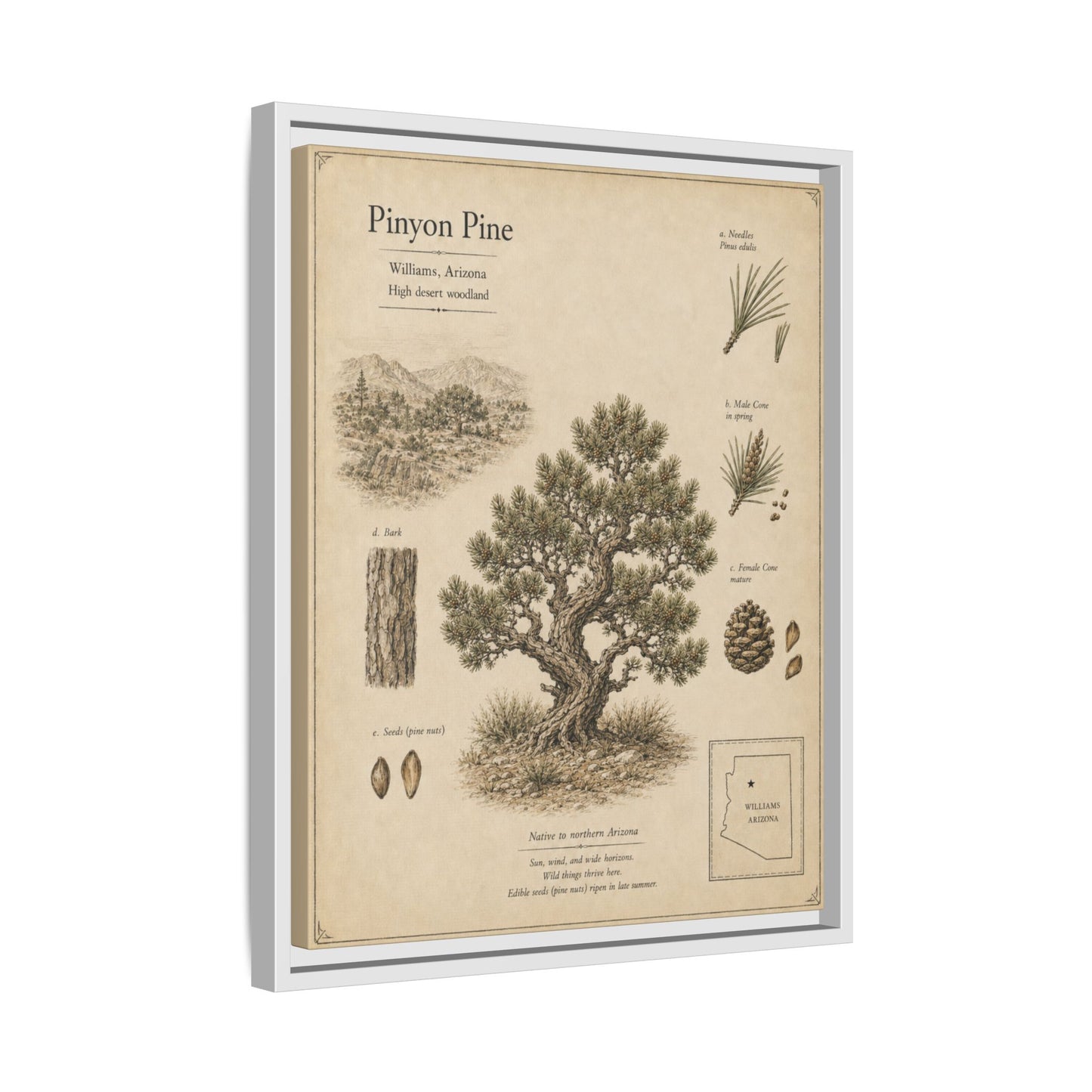 Pinyon Pine Botanical Print - Framed Matte Canvas Wall Art