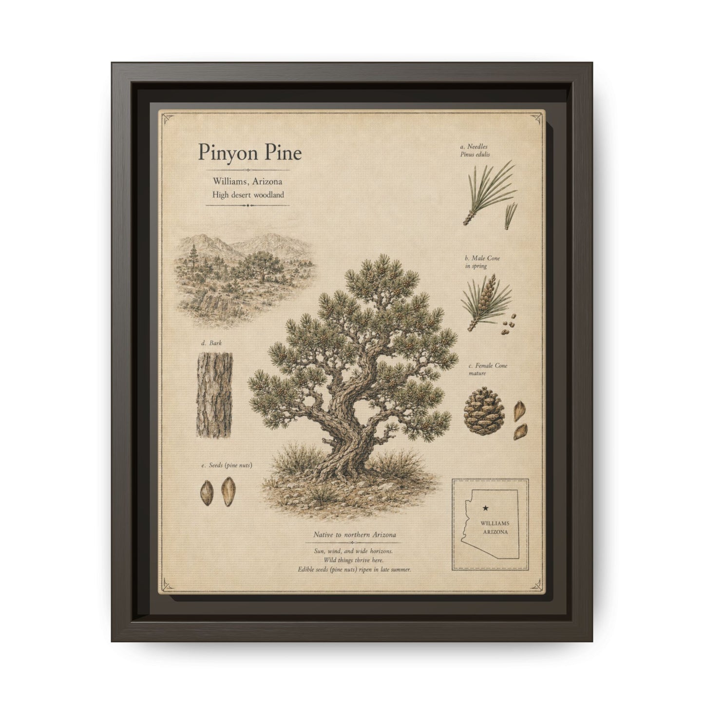 Pinyon Pine Botanical Print - Framed Matte Canvas Wall Art