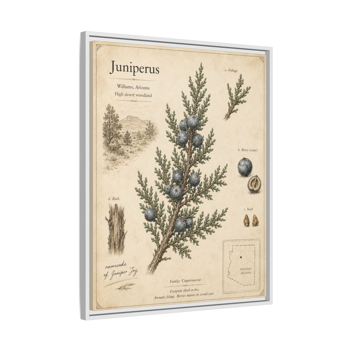 Juniperus Botanical Print — Framed Matte Canvas Wall Art