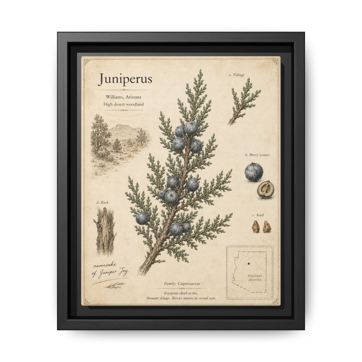 Juniperus Botanical Print — Framed Matte Canvas Wall Art