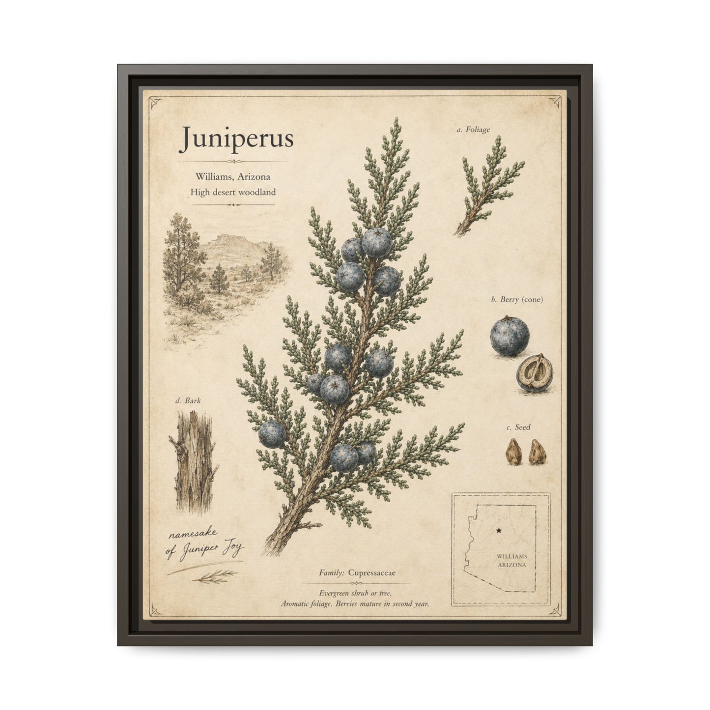 Juniperus Botanical Print — Framed Matte Canvas Wall Art