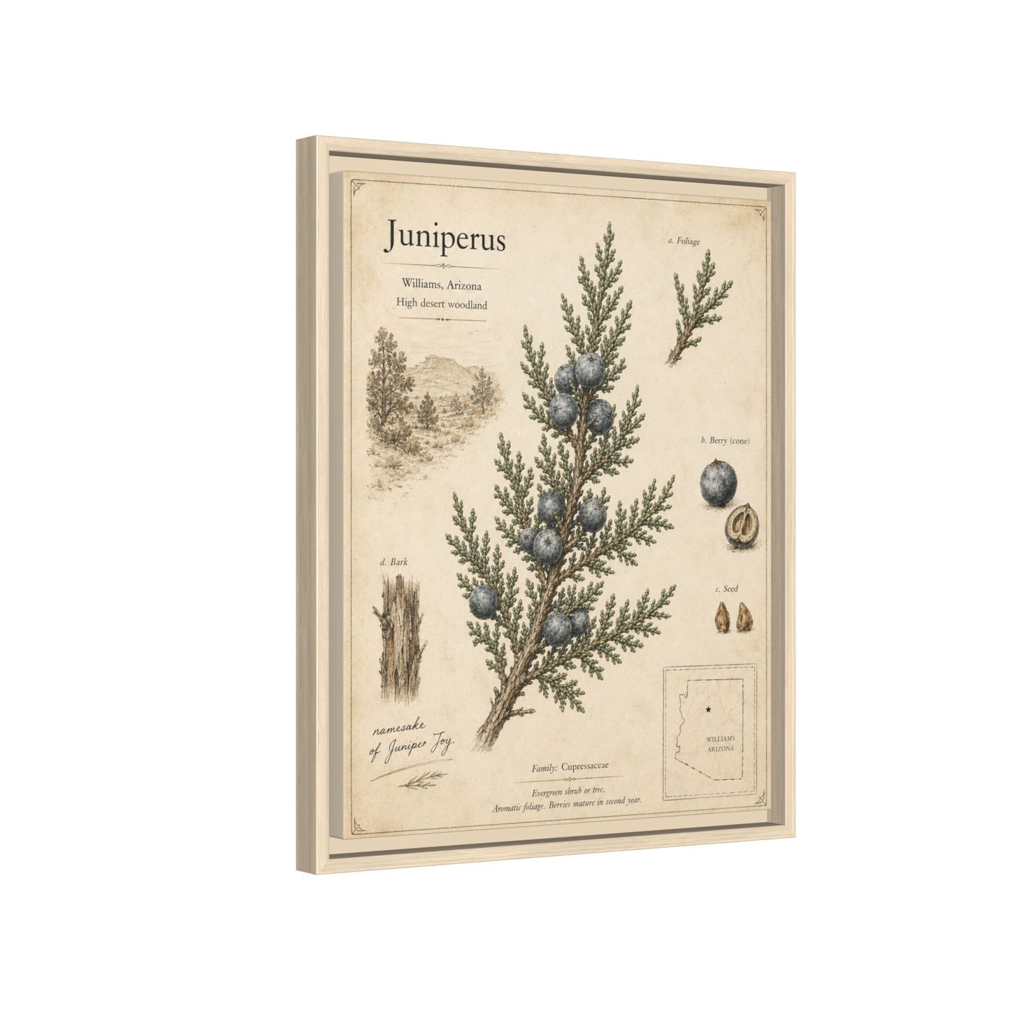 Juniperus Botanical Print — Framed Matte Canvas Wall Art