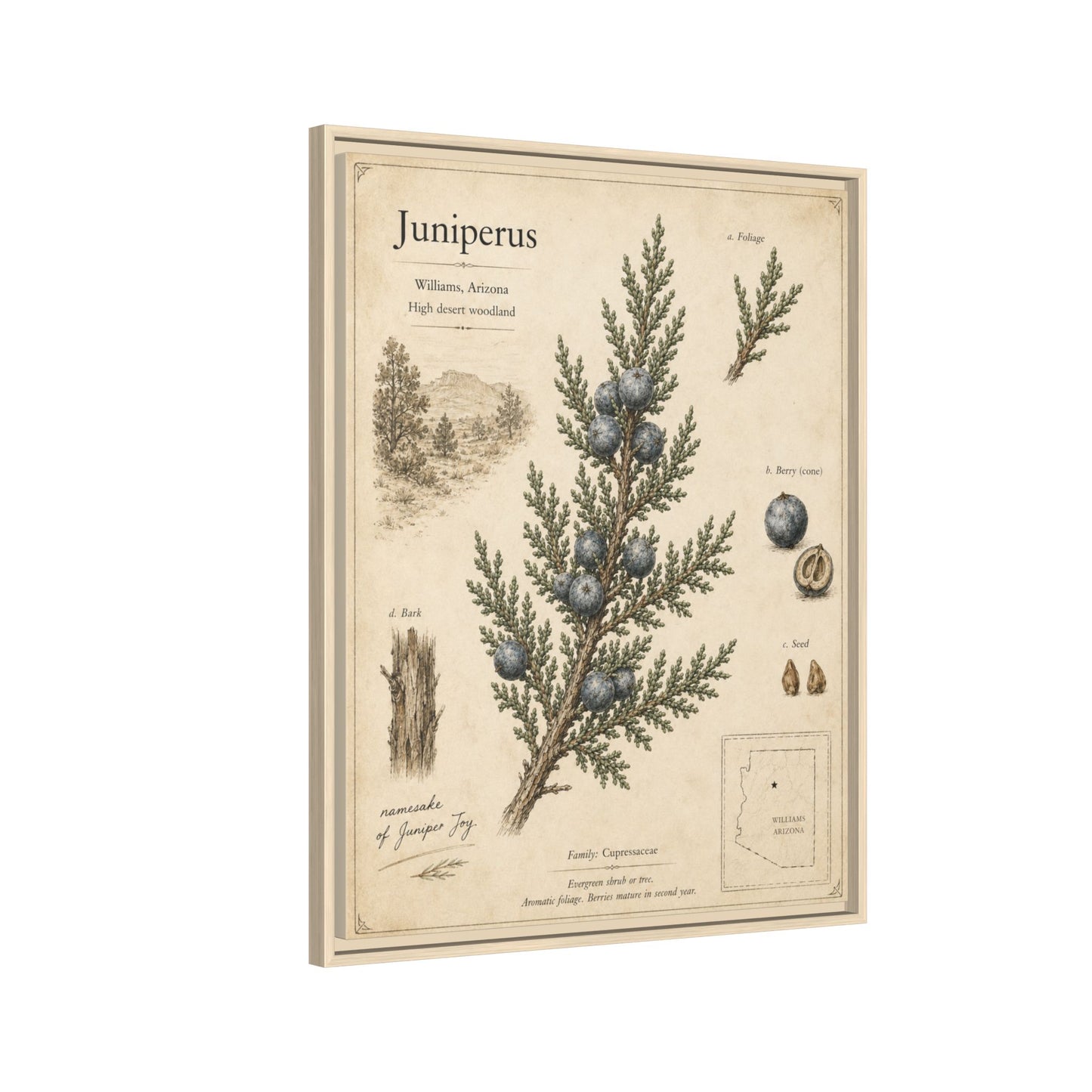 Juniperus Botanical Print — Framed Matte Canvas Wall Art