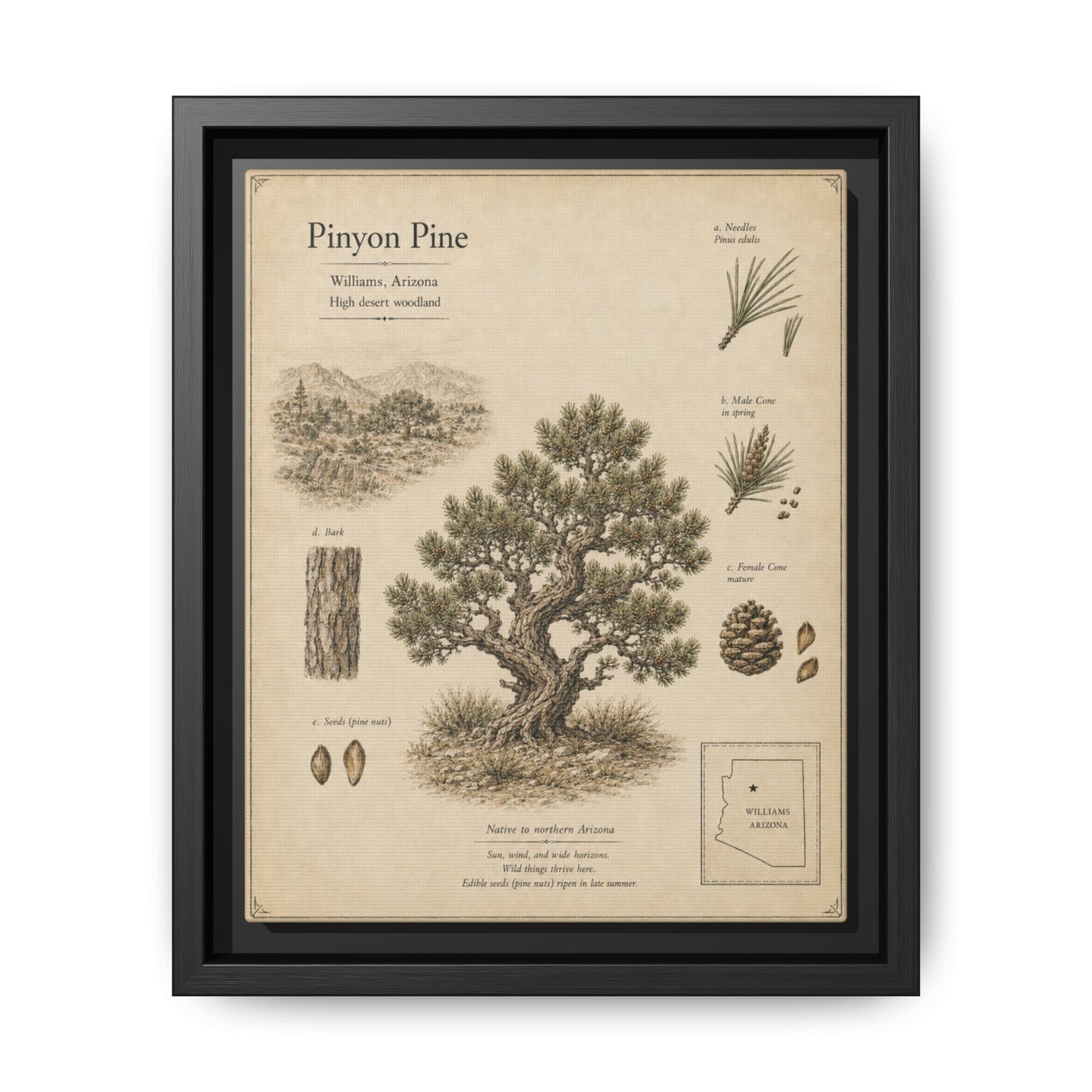 Pinyon Pine Botanical Print - Framed Matte Canvas Wall Art
