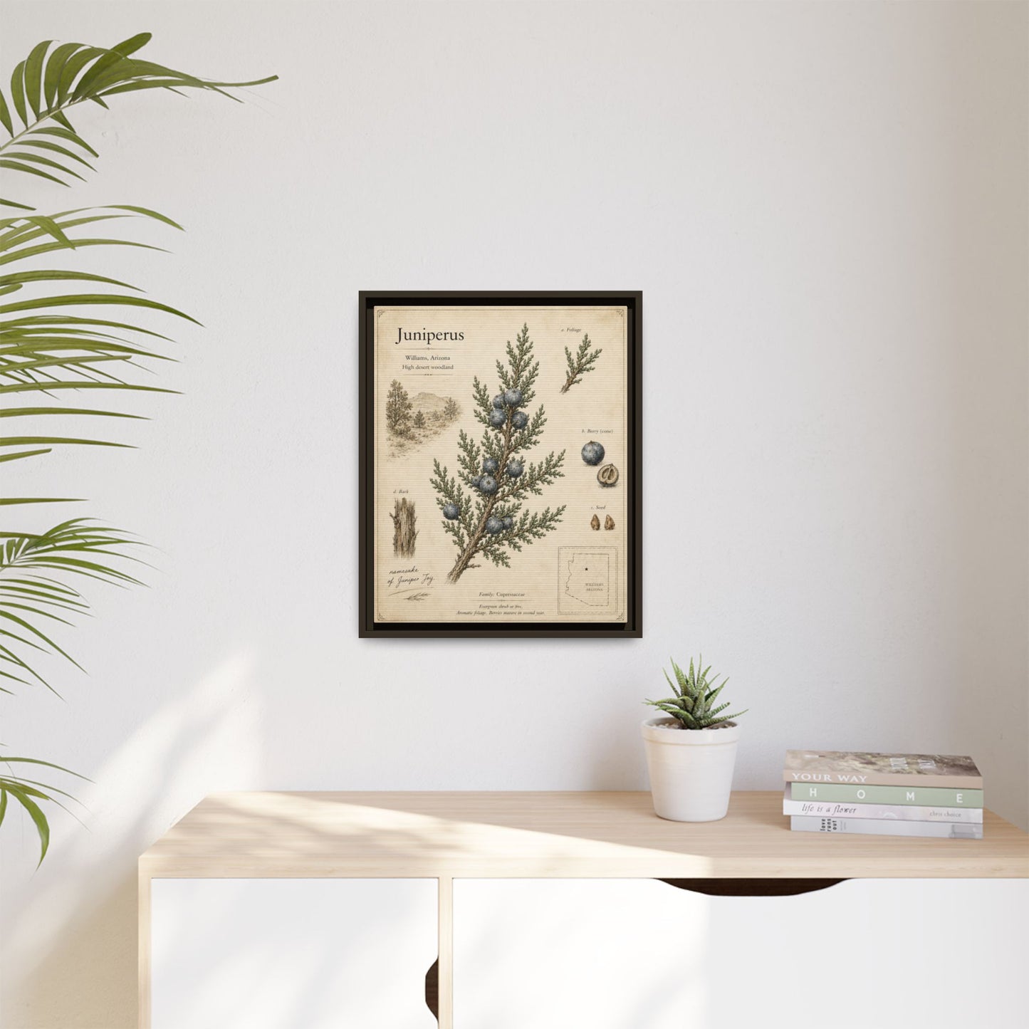 Juniperus Botanical Print — Framed Matte Canvas Wall Art