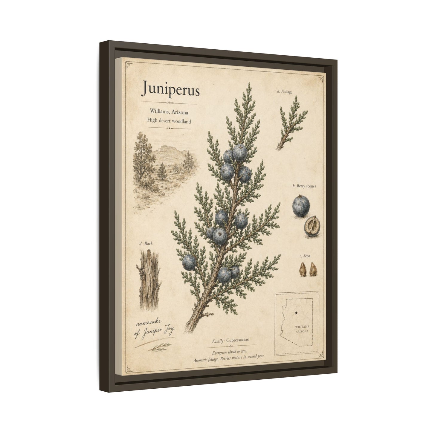 Juniperus Botanical Print — Framed Matte Canvas Wall Art