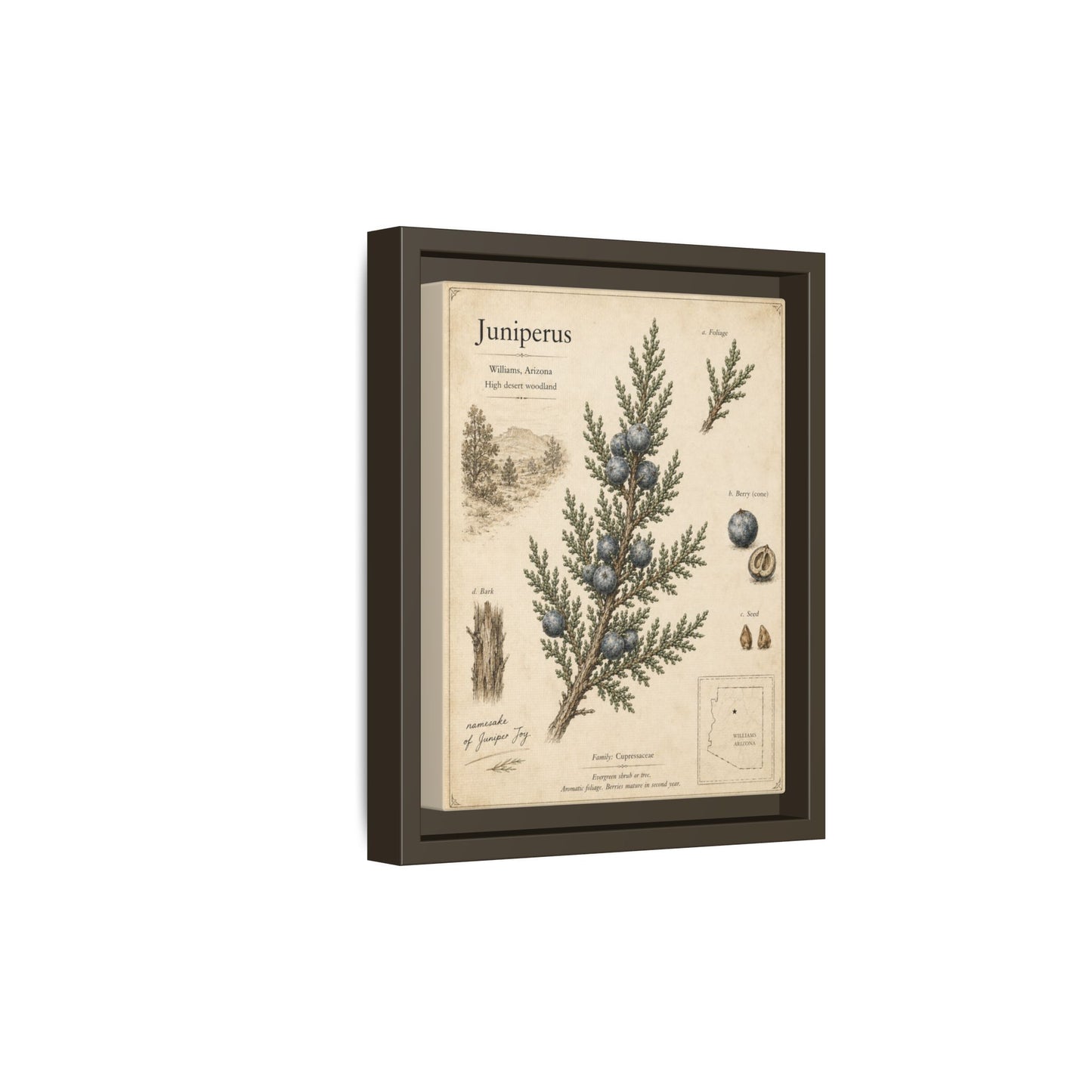 Juniperus Botanical Print — Framed Matte Canvas Wall Art