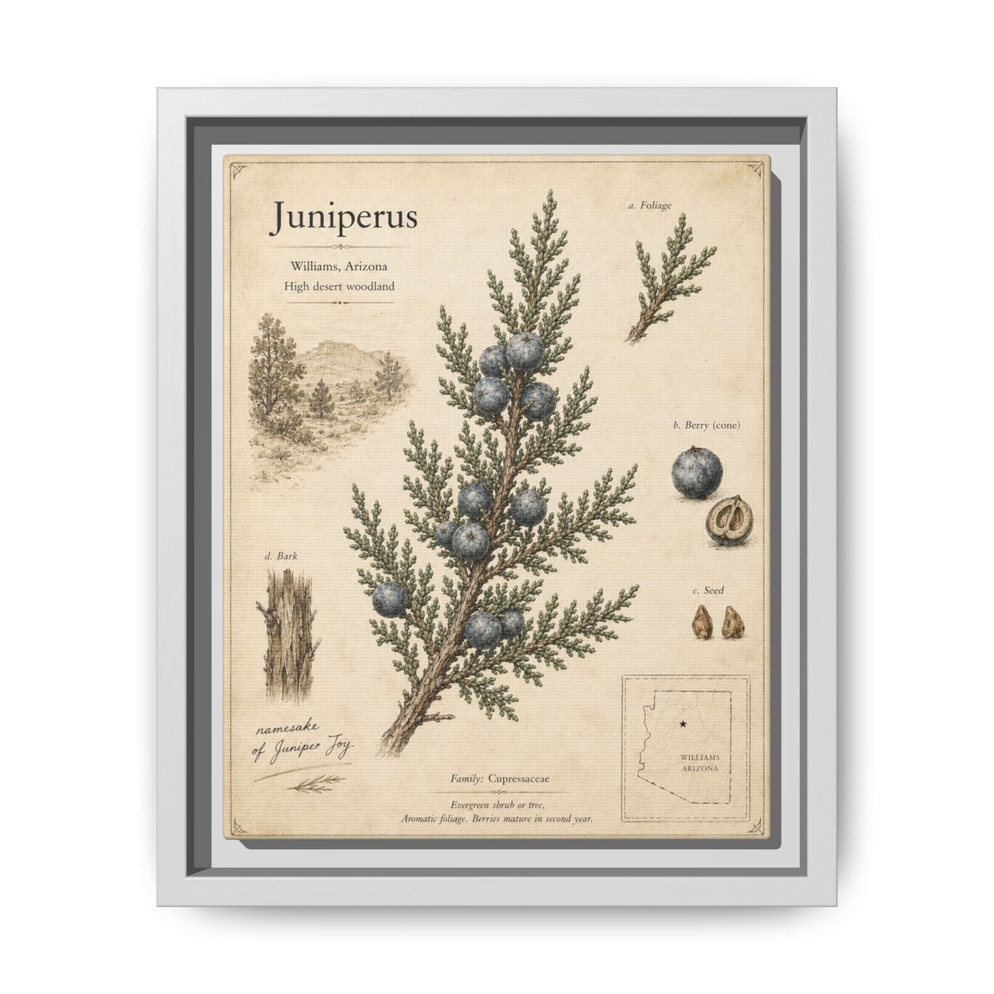 Juniperus Botanical Print — Framed Matte Canvas Wall Art