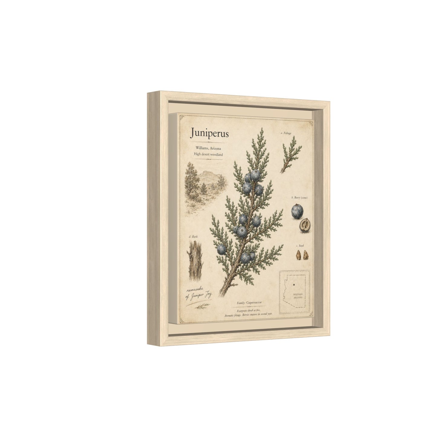 Juniperus Botanical Print — Framed Matte Canvas Wall Art