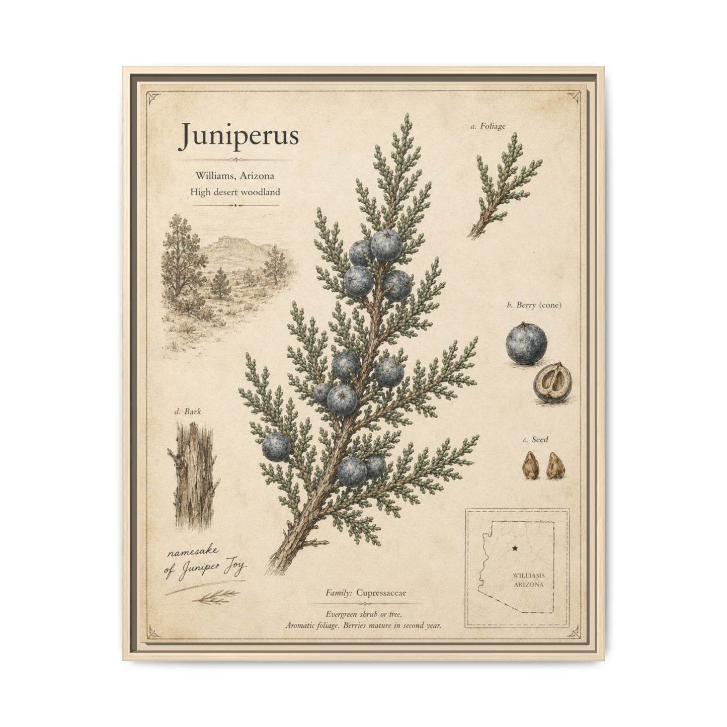 Juniperus Botanical Print — Framed Matte Canvas Wall Art
