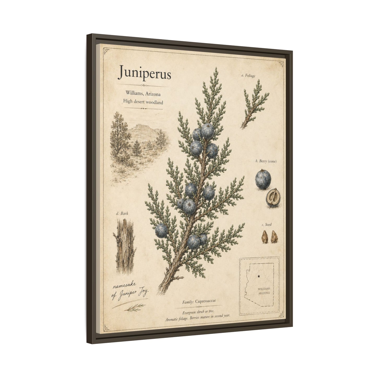 Juniperus Botanical Print — Framed Matte Canvas Wall Art