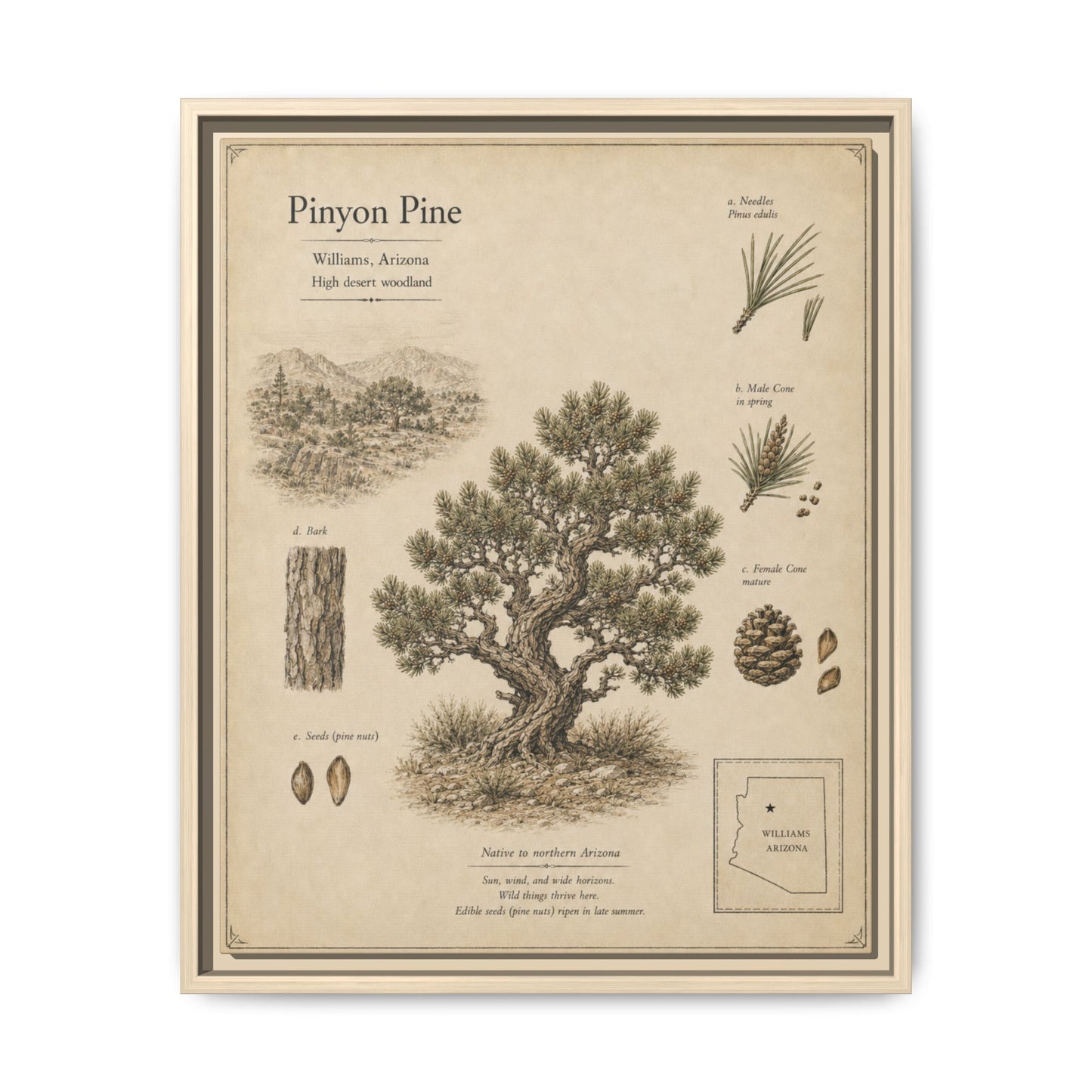 Pinyon Pine Botanical Print - Framed Matte Canvas Wall Art