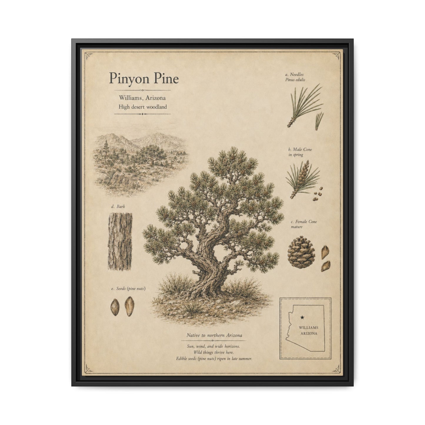 Pinyon Pine Botanical Print - Framed Matte Canvas Wall Art