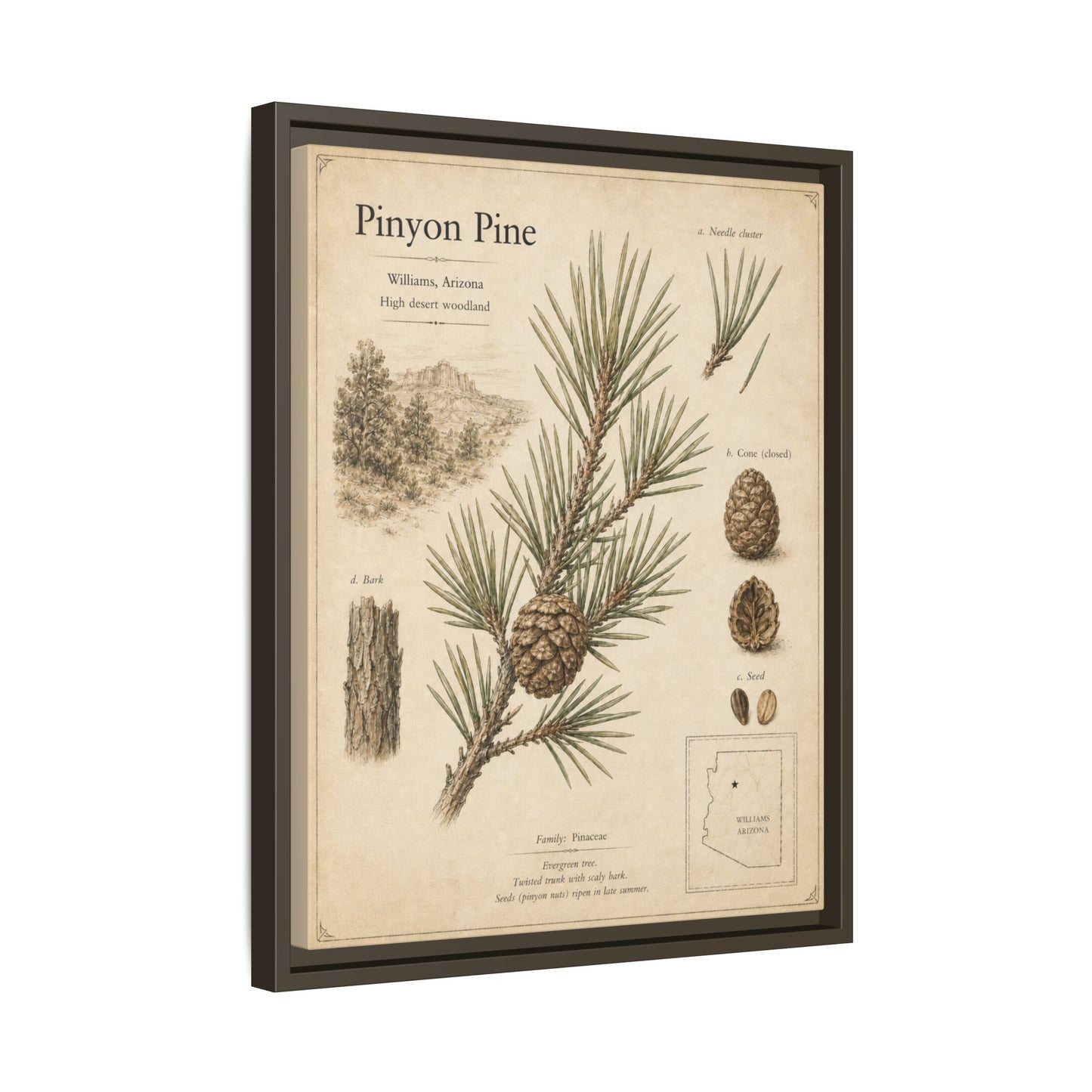 Pinyon Pine Botanical Print — Framed Matte Canvas Wall Art