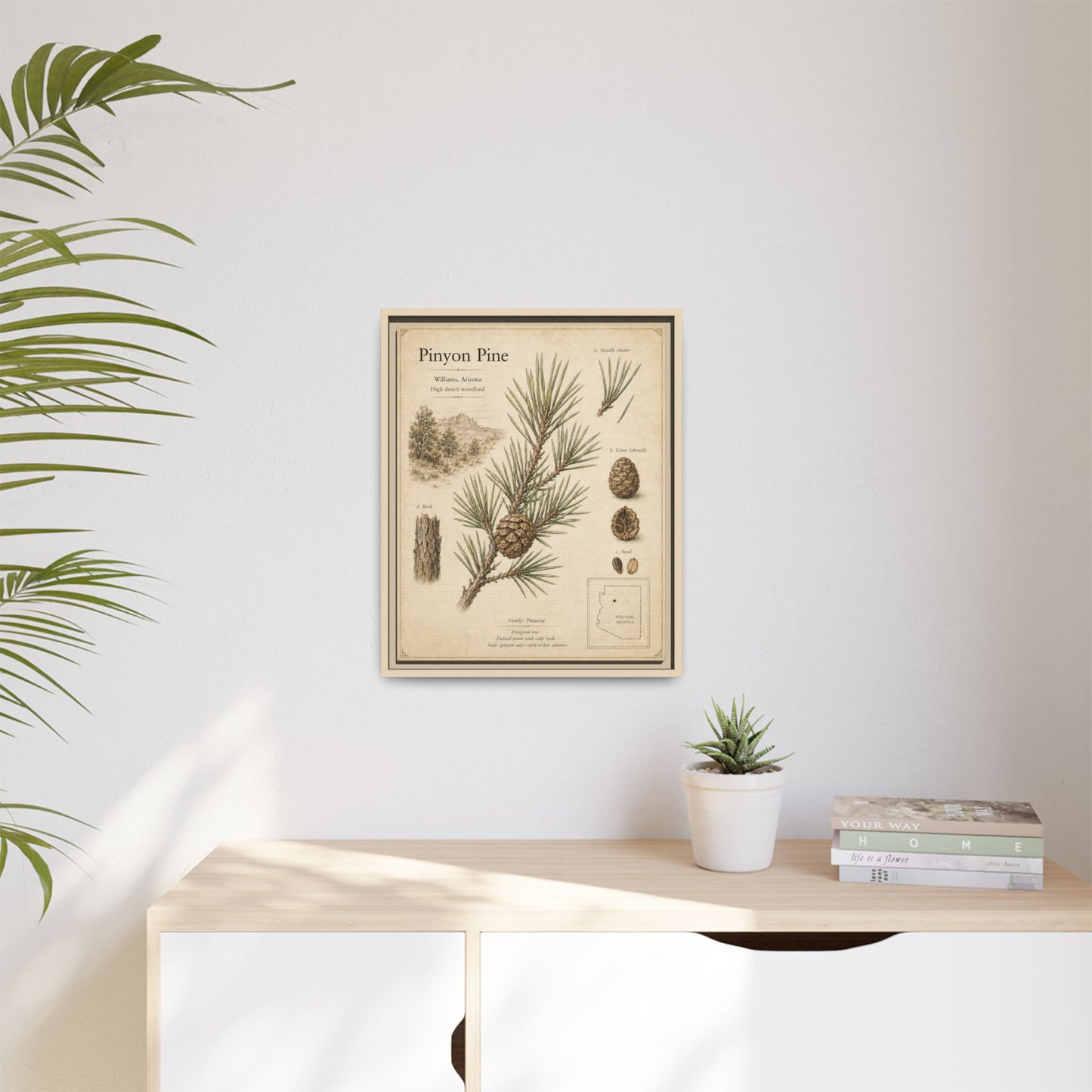 Pinyon Pine Botanical Print — Framed Matte Canvas Wall Art