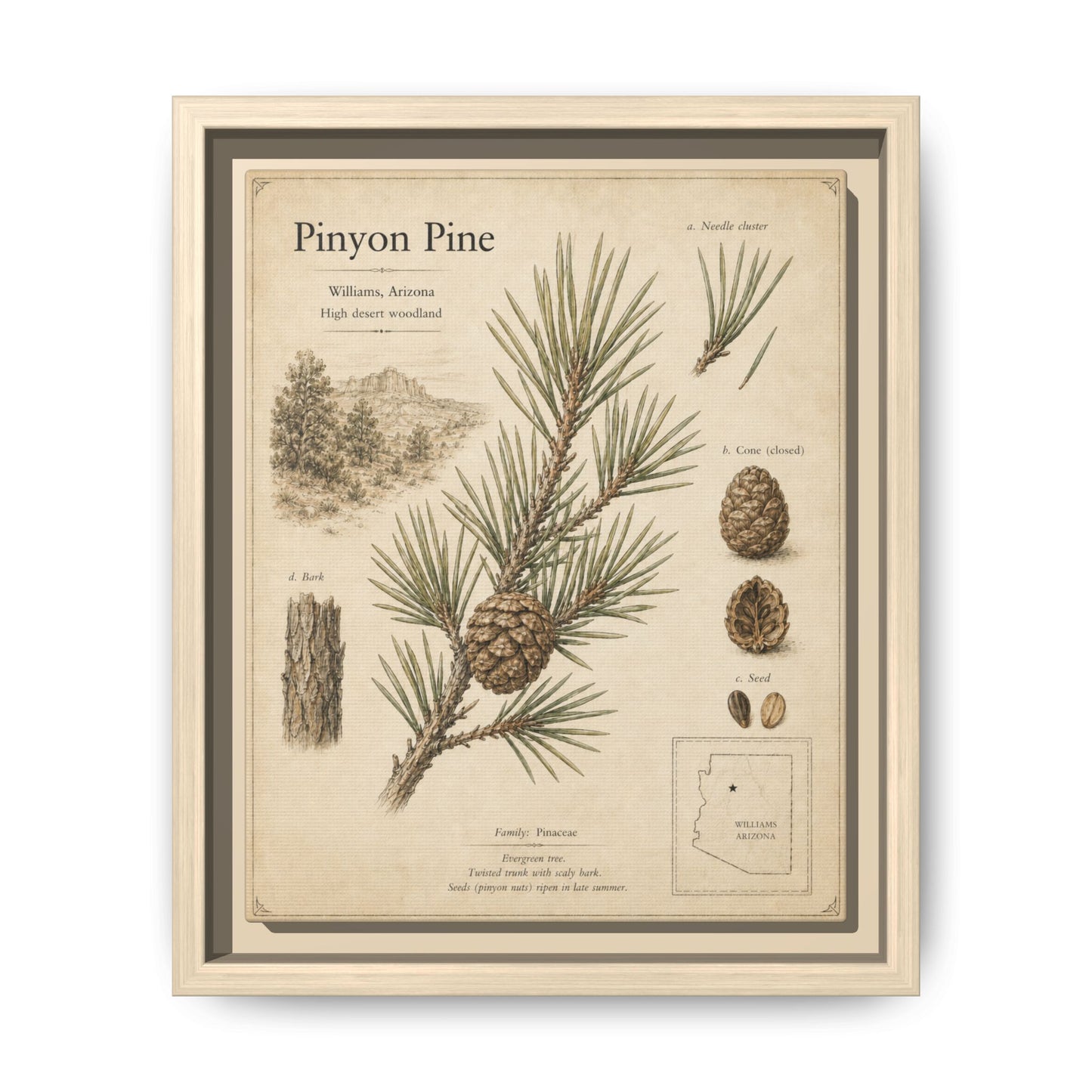 Pinyon Pine Botanical Print — Framed Matte Canvas Wall Art
