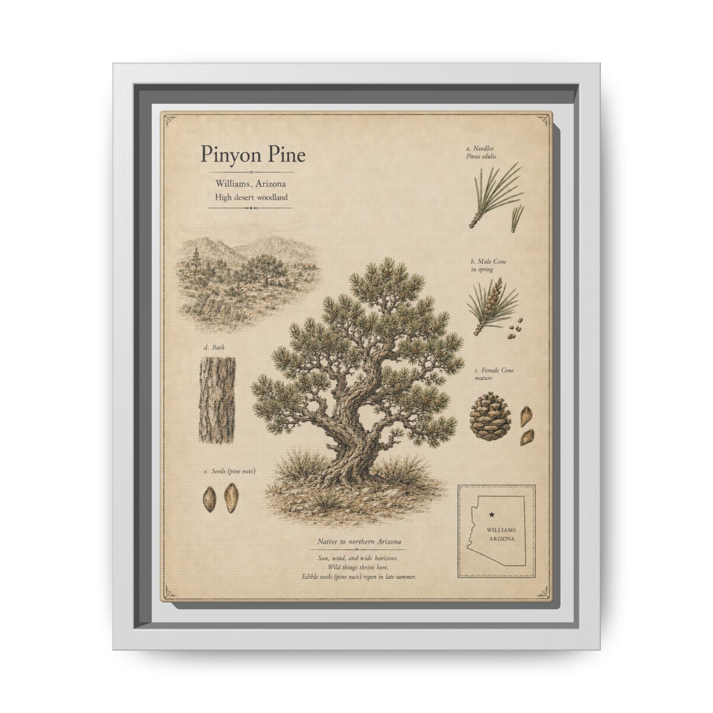 Pinyon Pine Botanical Print - Framed Matte Canvas Wall Art