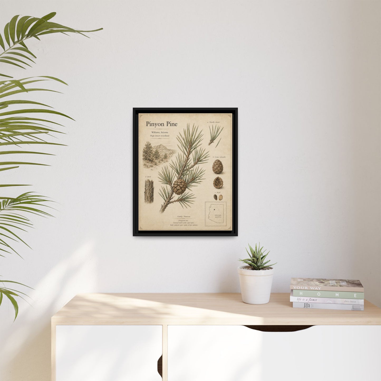 Pinyon Pine Botanical Print — Framed Matte Canvas Wall Art