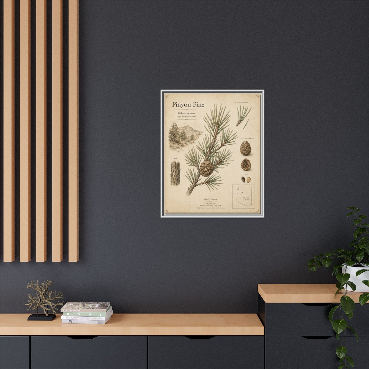 Pinyon Pine Botanical Print — Framed Matte Canvas Wall Art